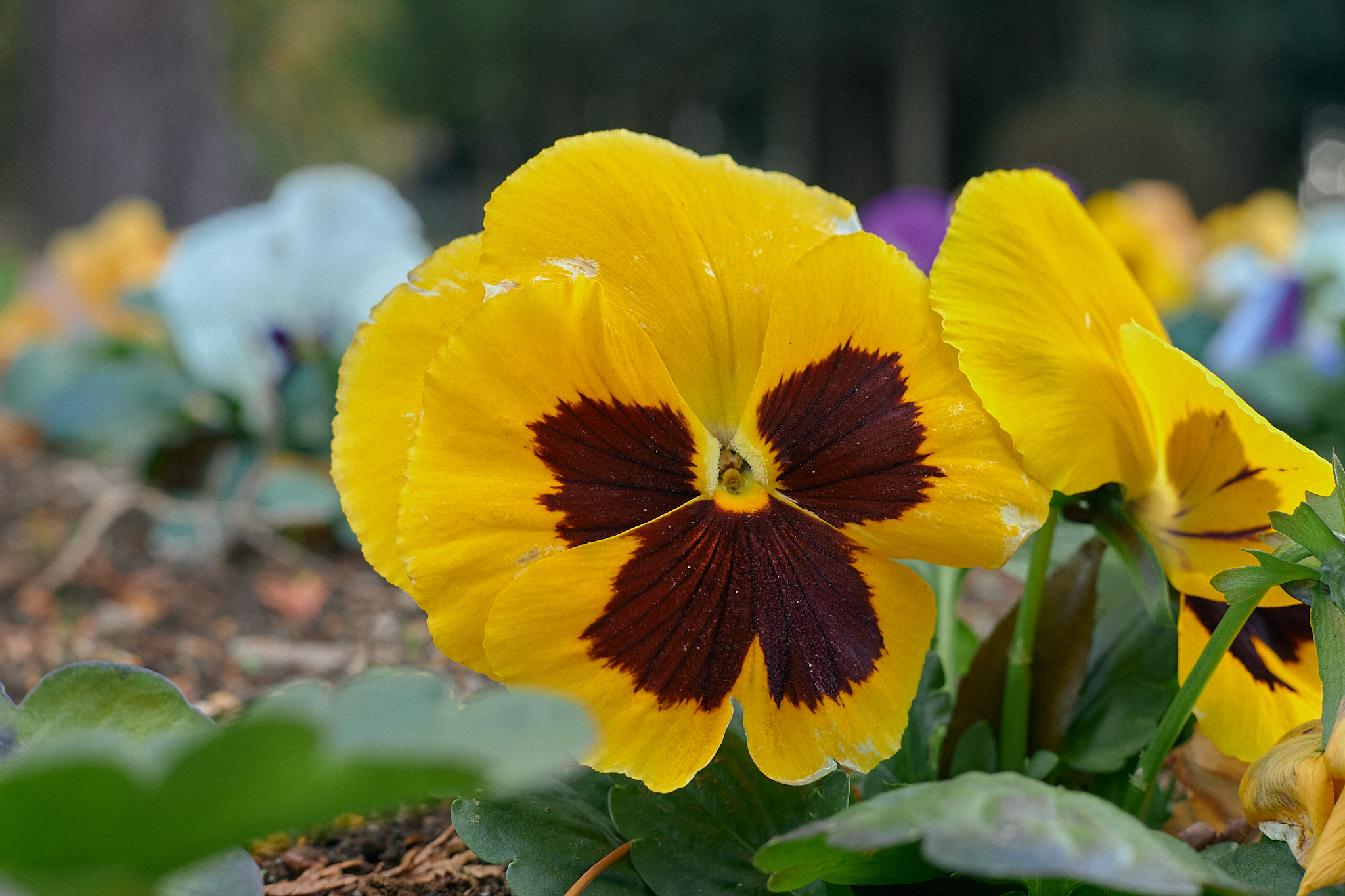 献血事業 ひたちなかベストライオンズクラブ 茨城 ひたちなか ライオンズクラブ