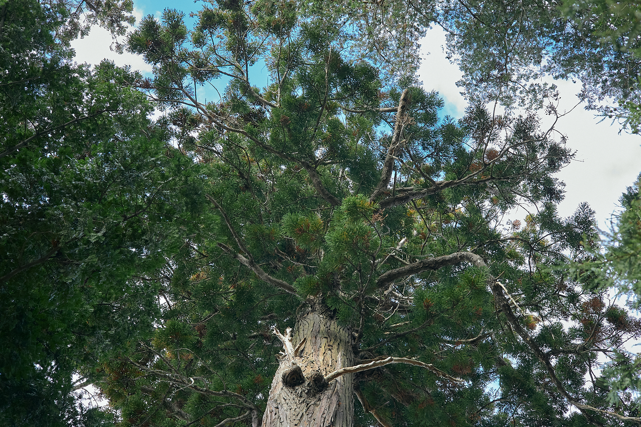 献血事業 ひたちなかベストライオンズクラブ 茨城 ひたちなか ライオンズクラブ