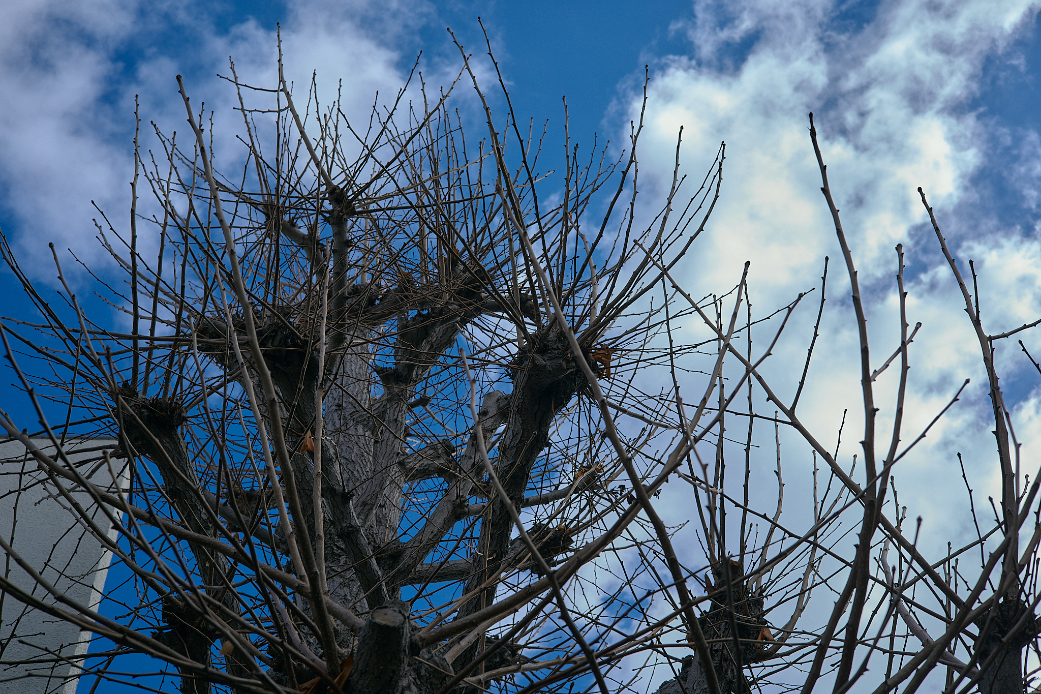 献血事業 ひたちなかベストライオンズクラブ 茨城 ひたちなか ライオンズクラブ
