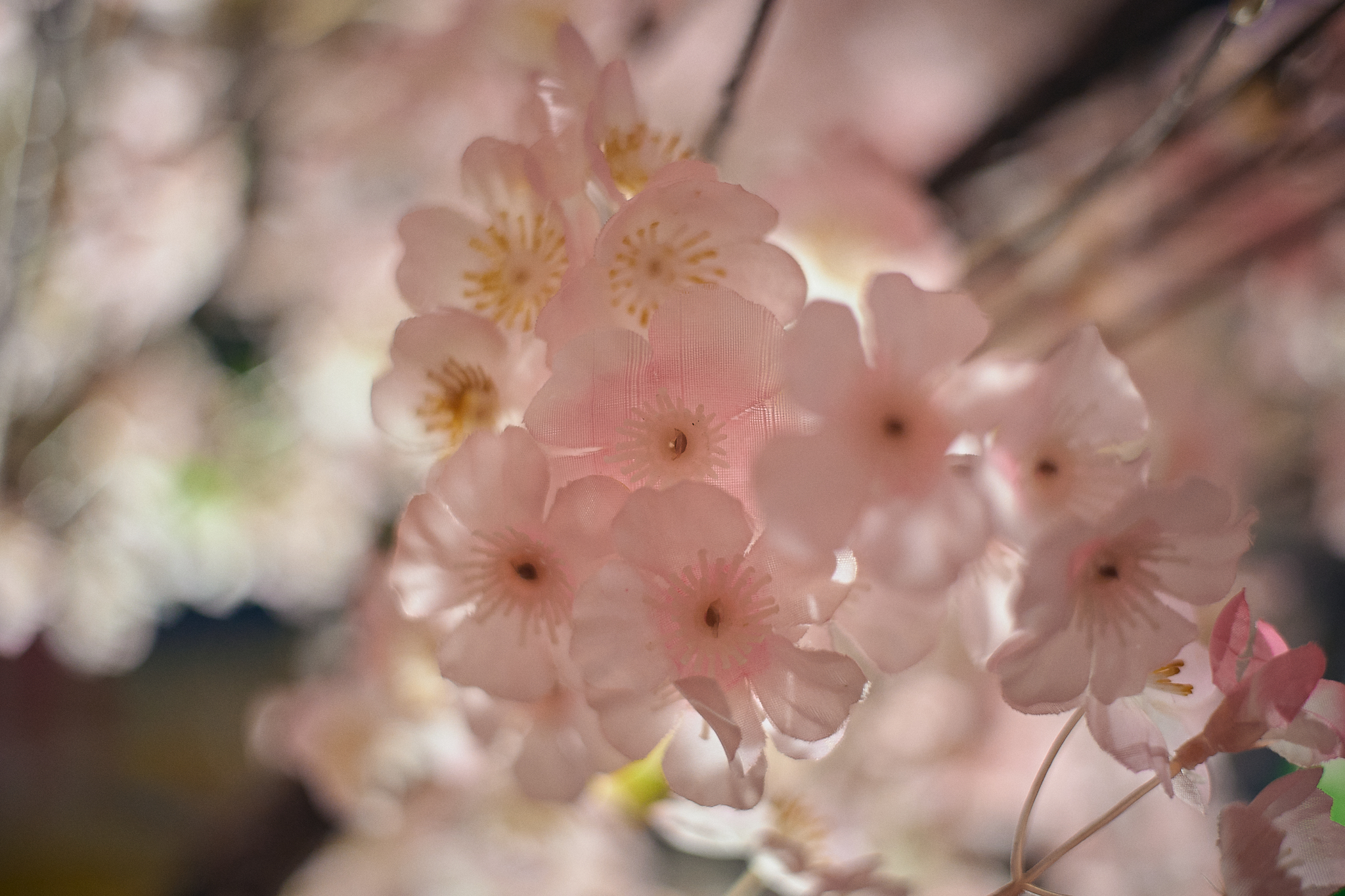 3月第2例会（第28回さくらまつり）ひたちなかベストライオンズクラブ 茨城 ひたちなか ライオンズクラブ