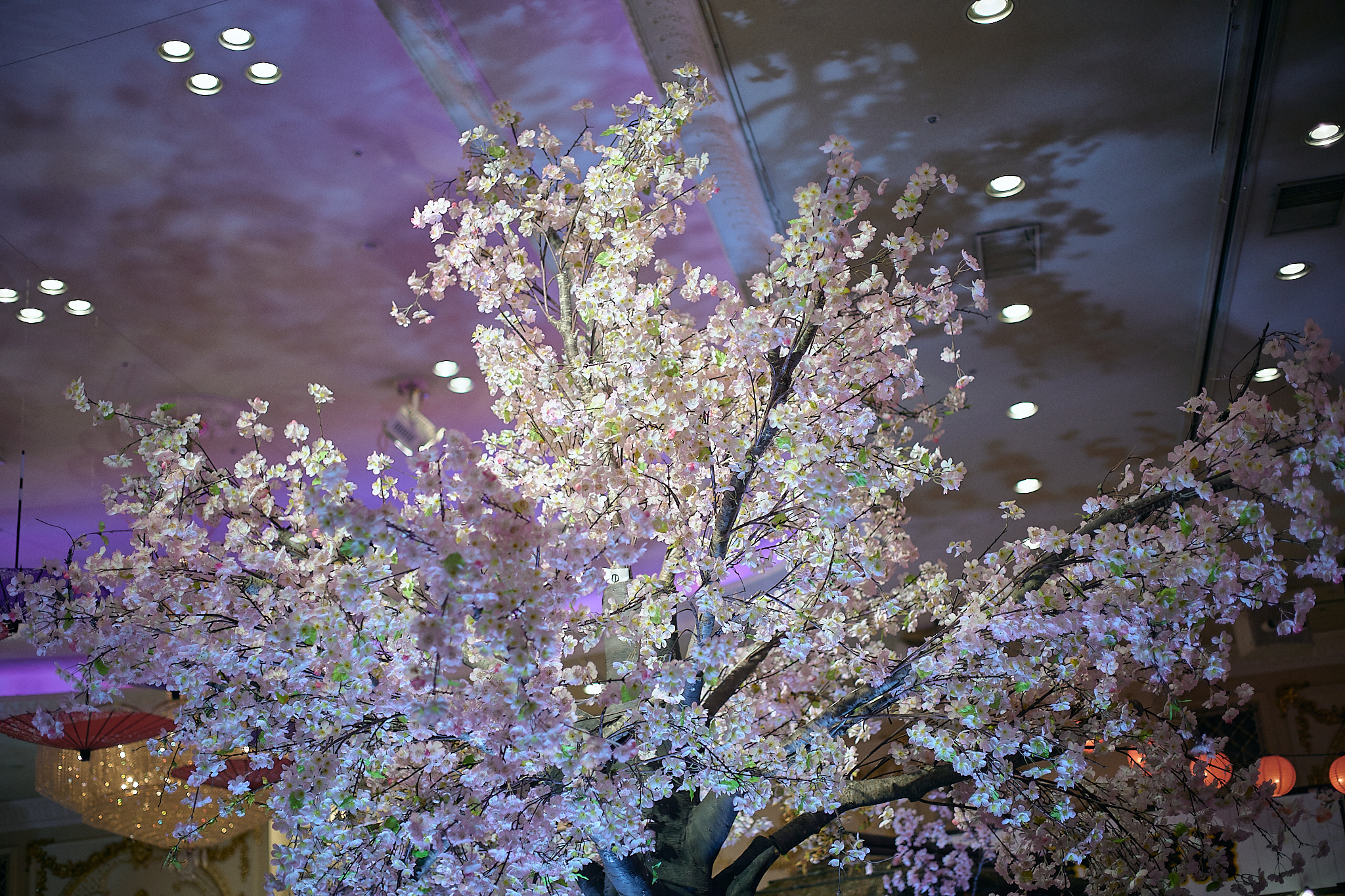 3月第2例会（第28回さくらまつり）ひたちなかベストライオンズクラブ 茨城 ひたちなか ライオンズクラブ