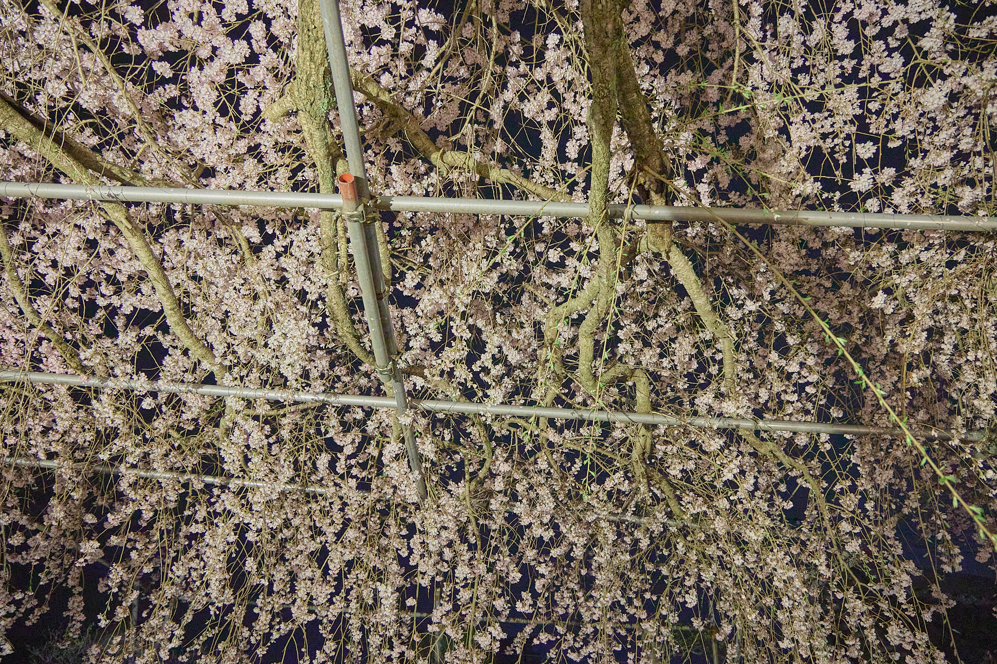 4月理事会・第1例会（お花見）ひたちなかベストライオンズクラブ 茨城 ひたちなか ライオンズクラブ