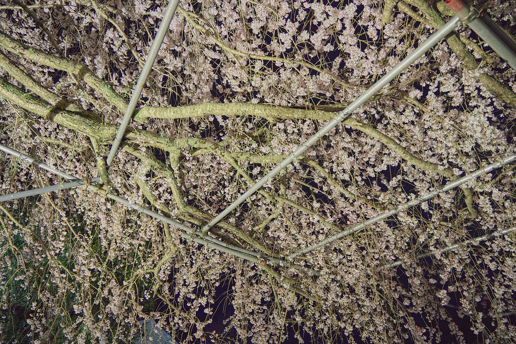 4月理事会・第1例会（お花見）ひたちなかベストライオンズクラブ 茨城 ひたちなか ライオンズクラブ