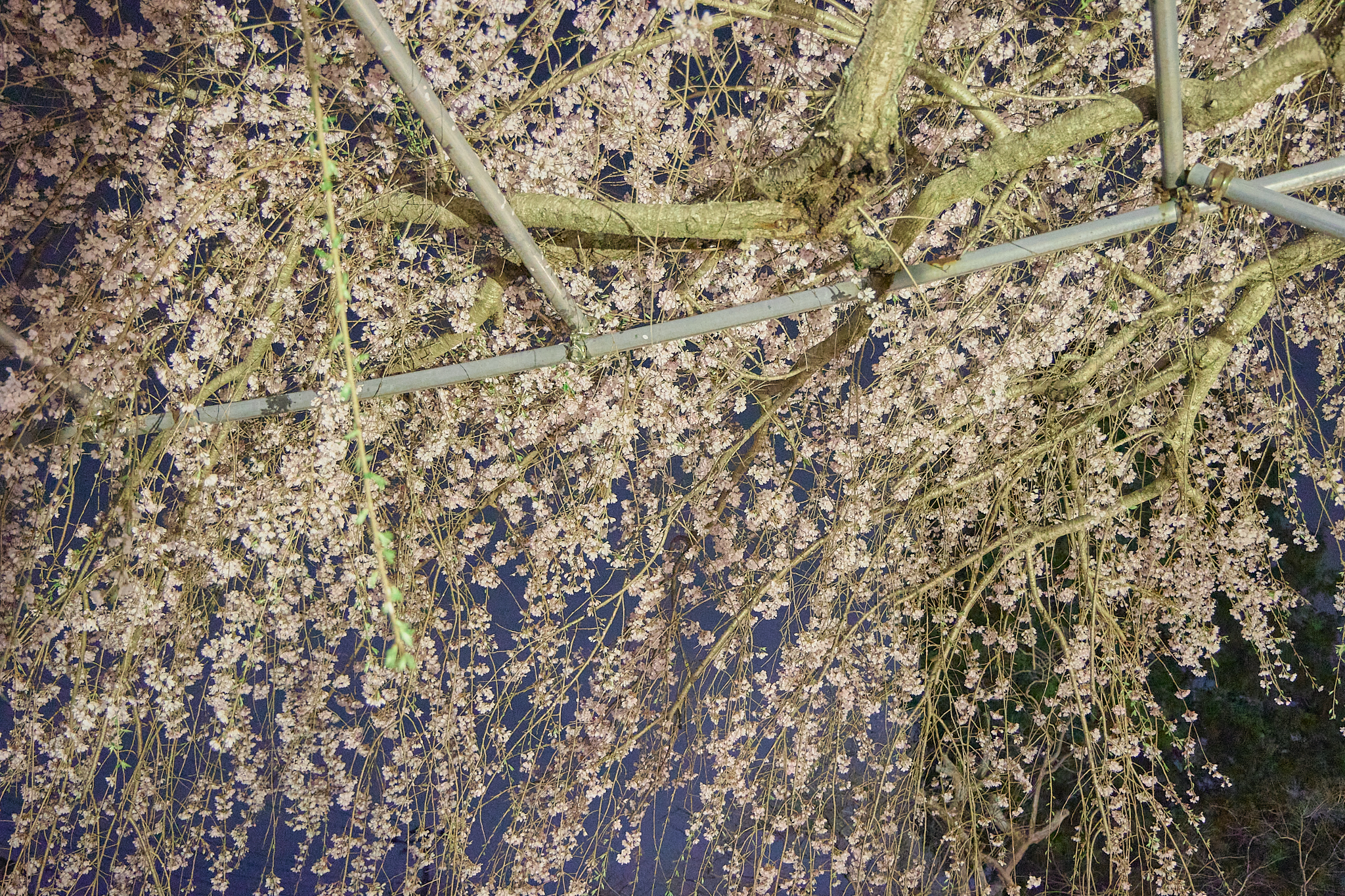 4月理事会・第1例会（お花見）ひたちなかベストライオンズクラブ 茨城 ひたちなか ライオンズクラブ