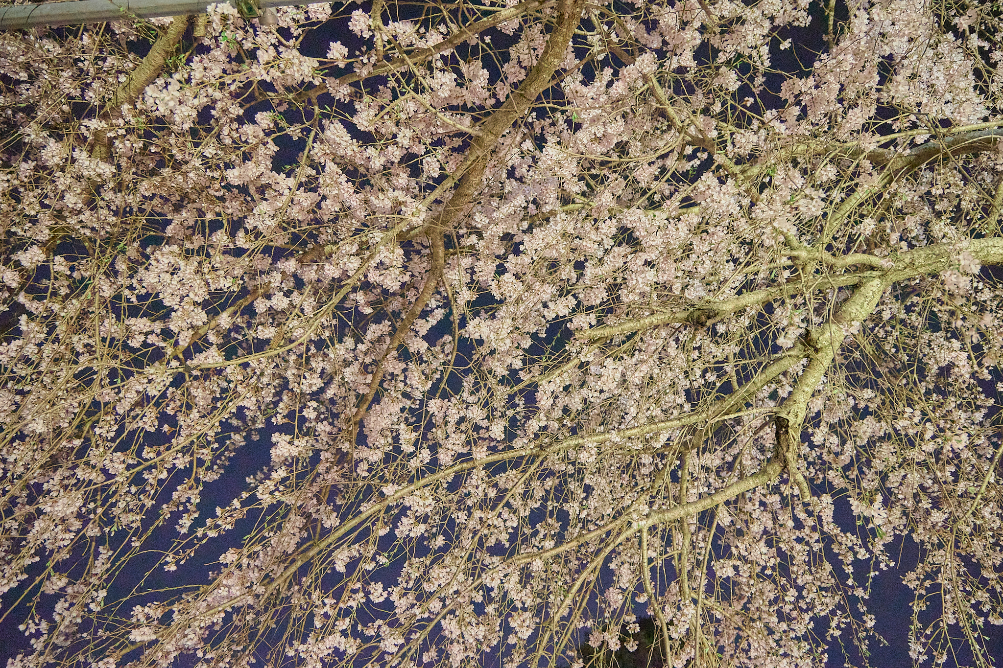 4月理事会・第1例会（お花見）ひたちなかベストライオンズクラブ 茨城 ひたちなか ライオンズクラブ
