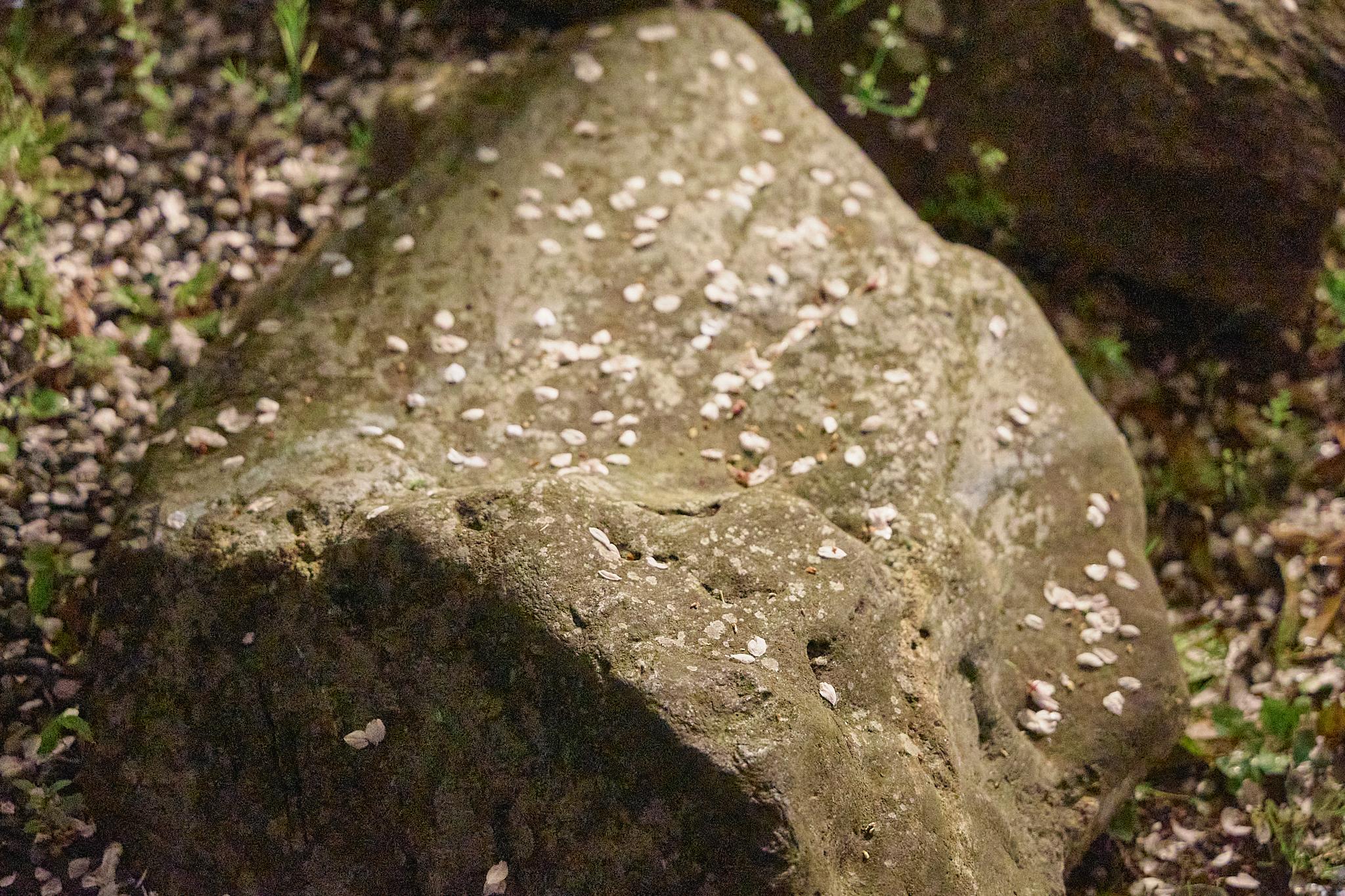 4月理事会・第1例会（お花見）ひたちなかベストライオンズクラブ 茨城 ひたちなか ライオンズクラブ