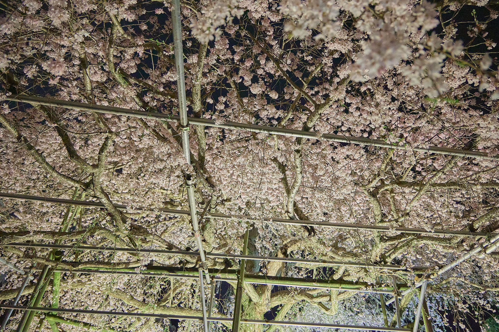 4月理事会・第1例会（お花見）ひたちなかベストライオンズクラブ 茨城 ひたちなか ライオンズクラブ