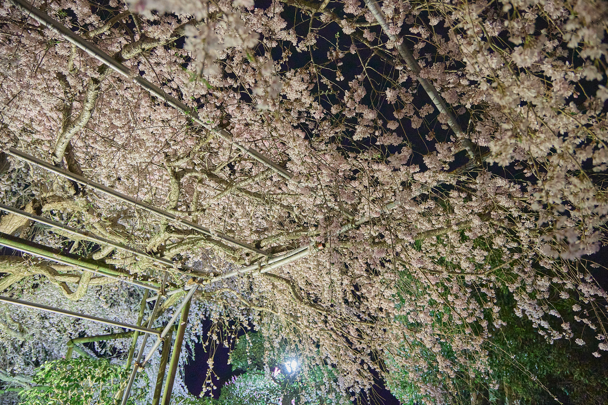 4月理事会・第1例会（お花見）ひたちなかベストライオンズクラブ 茨城 ひたちなか ライオンズクラブ