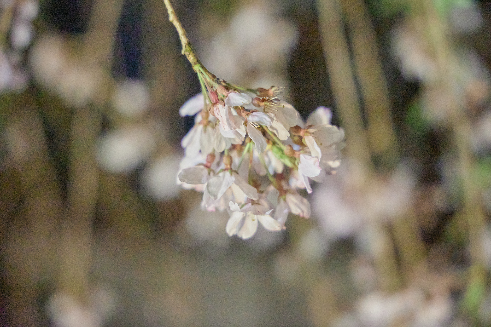 4月理事会・第1例会（お花見）ひたちなかベストライオンズクラブ 茨城 ひたちなか ライオンズクラブ