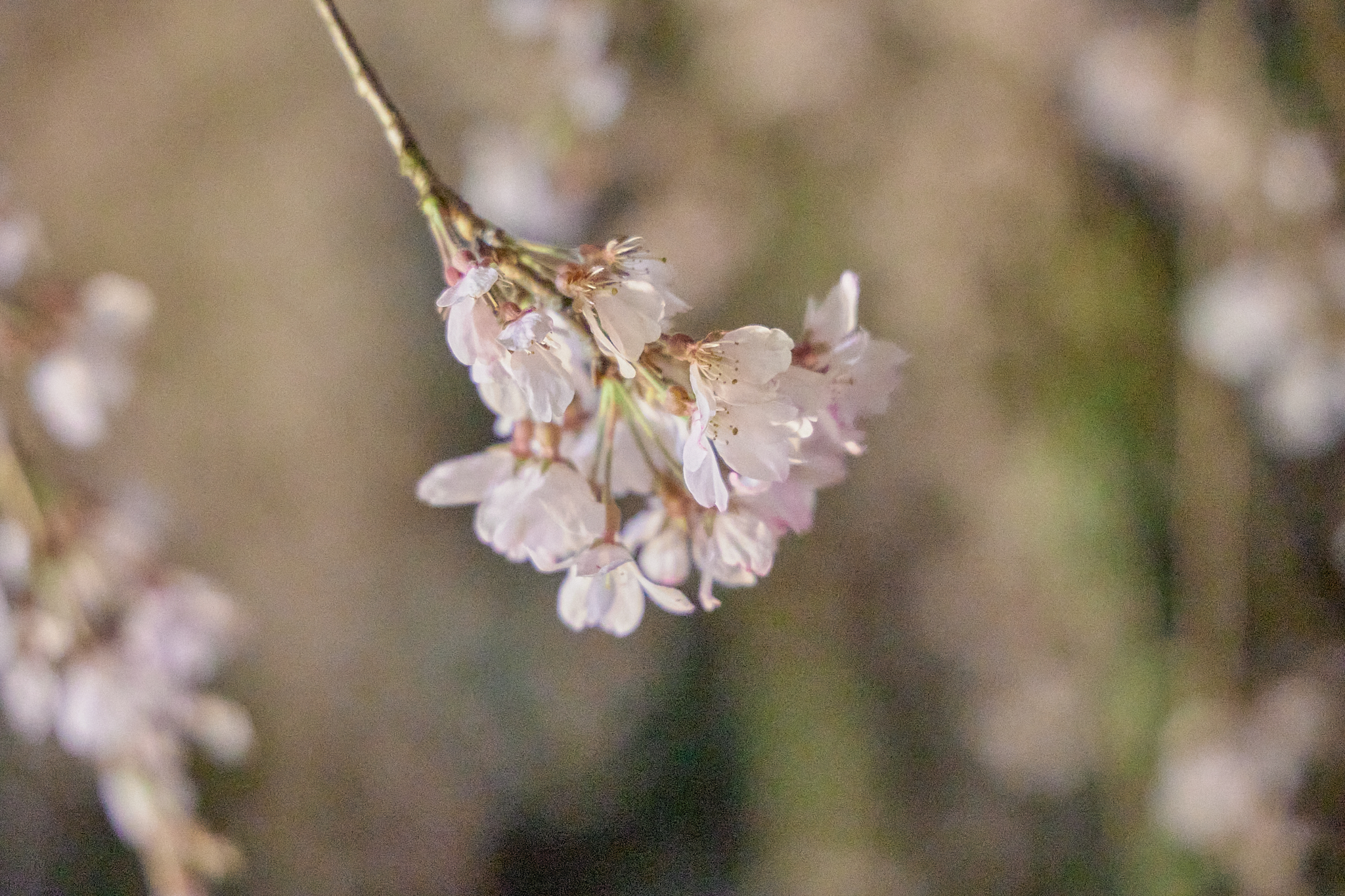 4月理事会・第1例会（お花見）ひたちなかベストライオンズクラブ 茨城 ひたちなか ライオンズクラブ