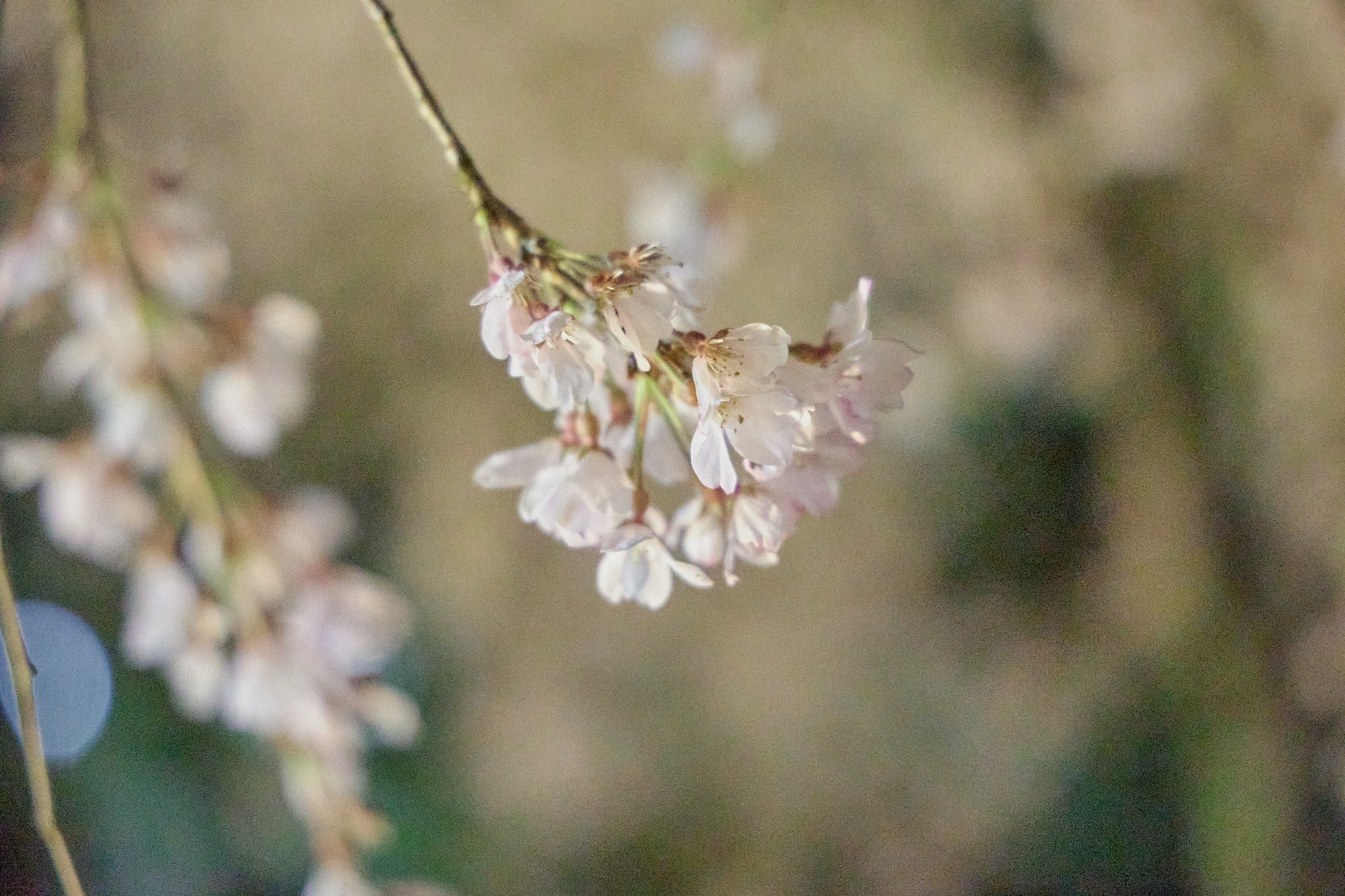 4月理事会・第1例会（お花見）ひたちなかベストライオンズクラブ 茨城 ひたちなか ライオンズクラブ