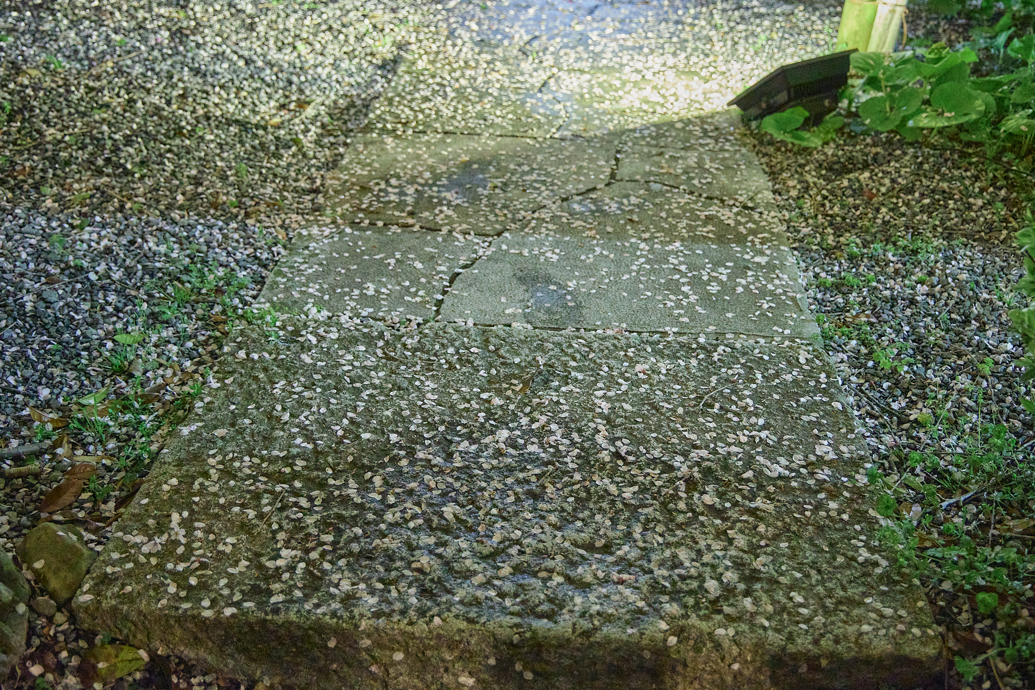 4月理事会・第1例会（お花見）ひたちなかベストライオンズクラブ 茨城 ひたちなか ライオンズクラブ