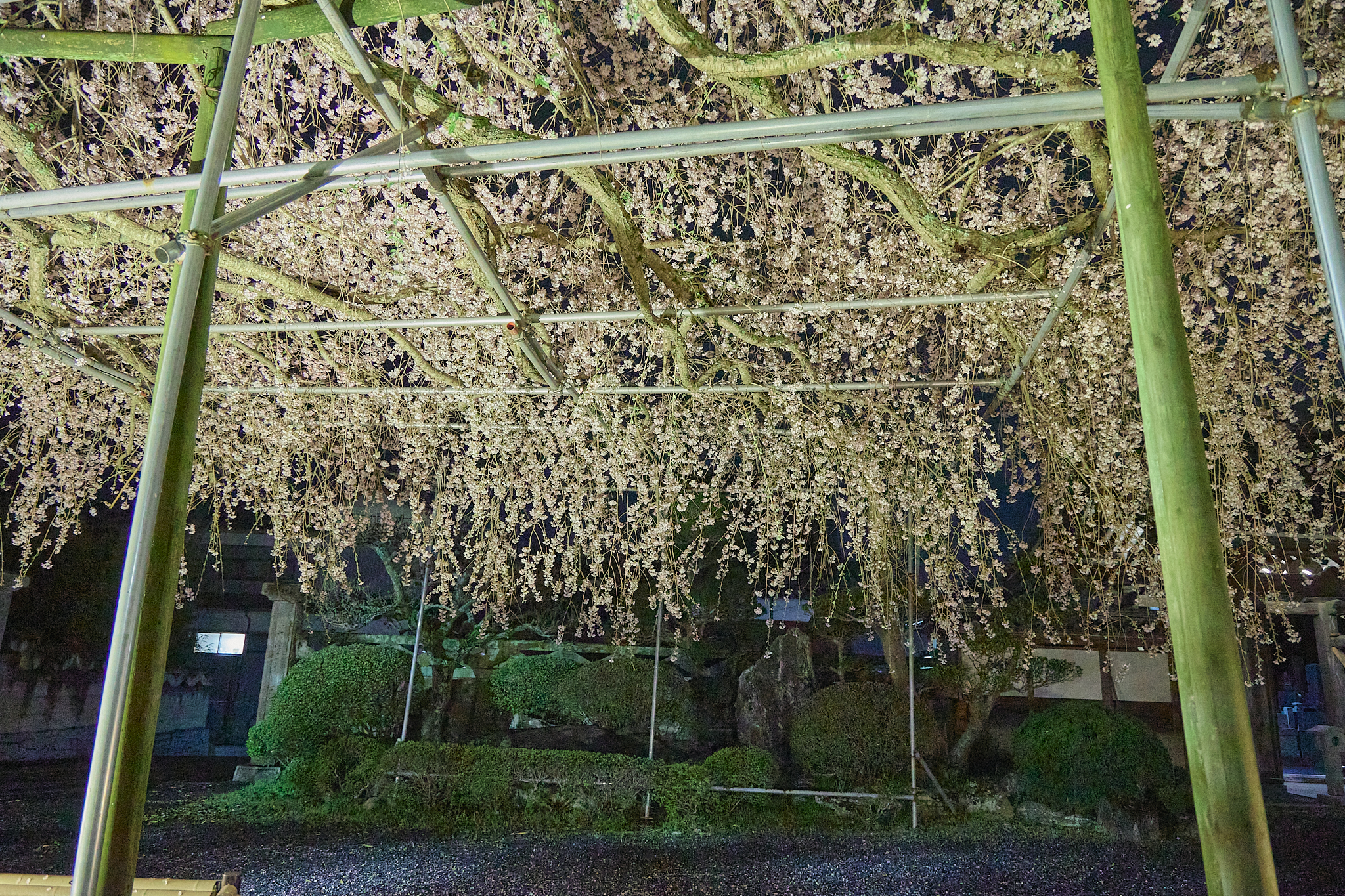 4月理事会・第1例会（お花見）ひたちなかベストライオンズクラブ 茨城 ひたちなか ライオンズクラブ