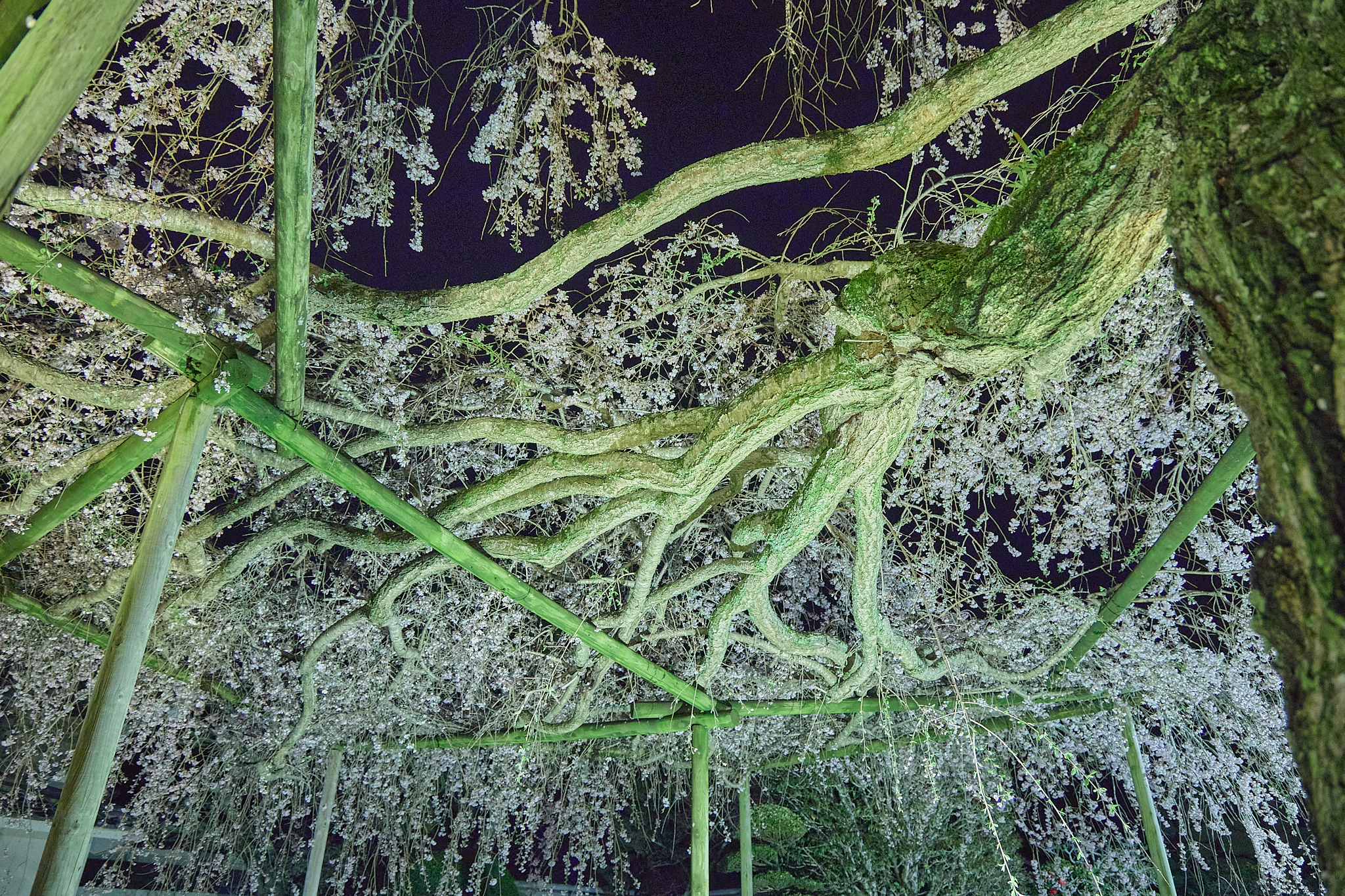 4月理事会・第1例会（お花見）ひたちなかベストライオンズクラブ 茨城 ひたちなか ライオンズクラブ