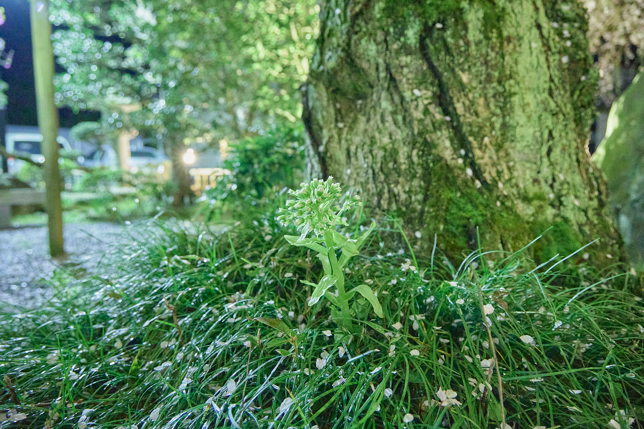 4月理事会・第1例会（お花見）ひたちなかベストライオンズクラブ 茨城 ひたちなか ライオンズクラブ