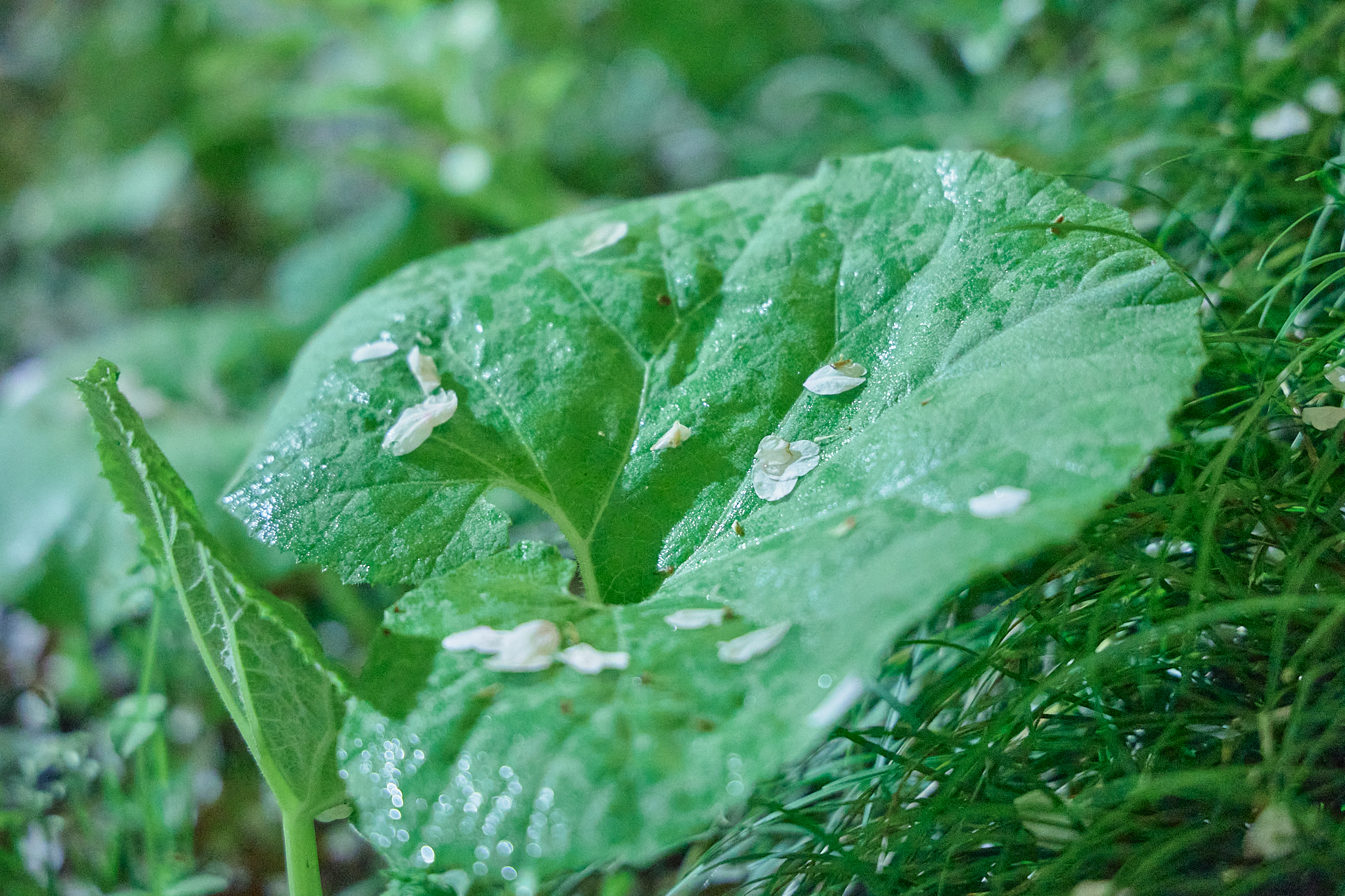 4月理事会・第1例会（お花見）ひたちなかベストライオンズクラブ 茨城 ひたちなか ライオンズクラブ