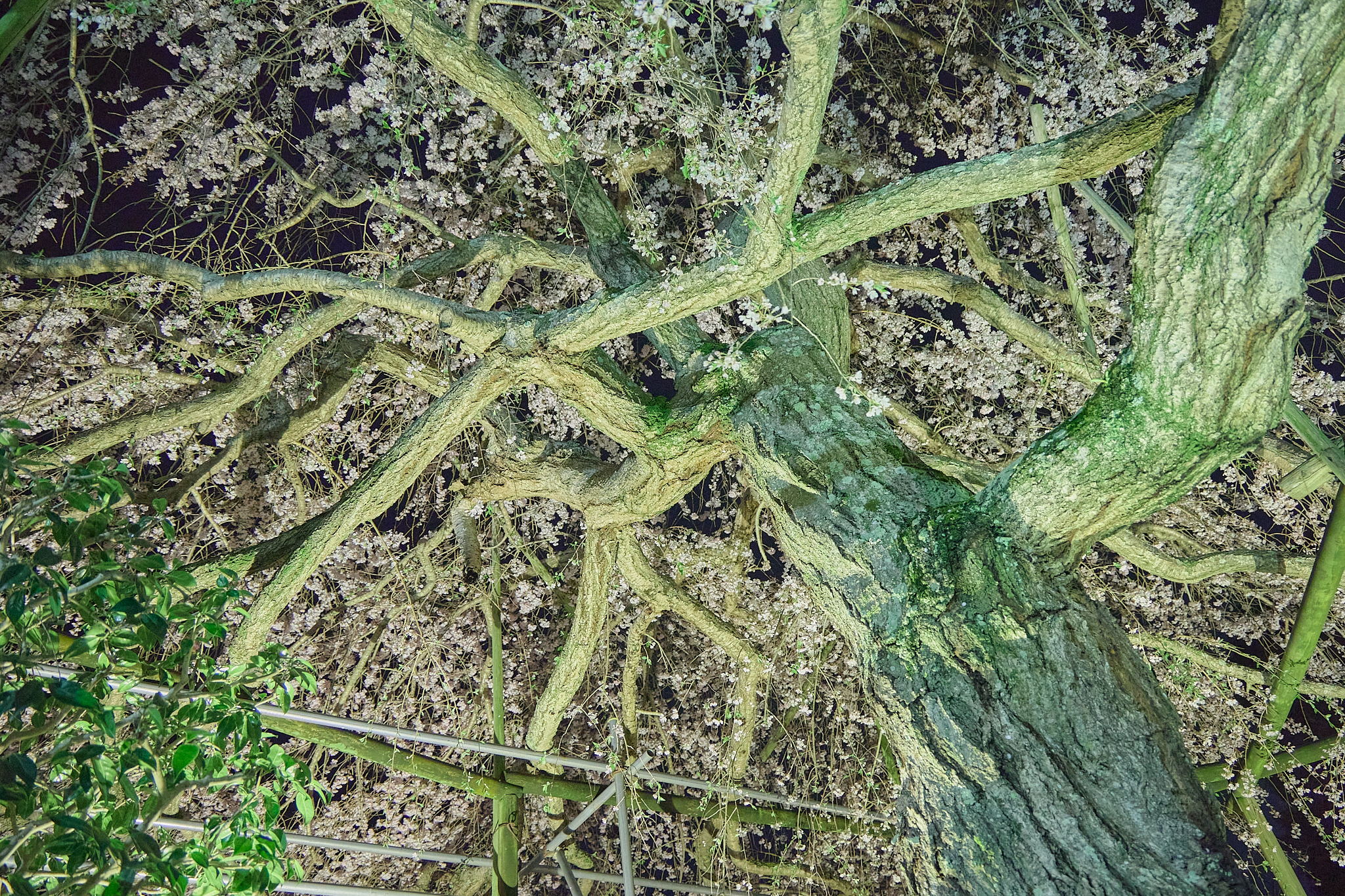 4月理事会・第1例会（お花見）ひたちなかベストライオンズクラブ 茨城 ひたちなか ライオンズクラブ