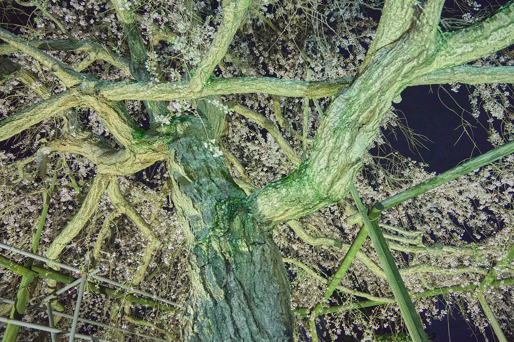 4月理事会・第1例会（お花見）ひたちなかベストライオンズクラブ 茨城 ひたちなか ライオンズクラブ