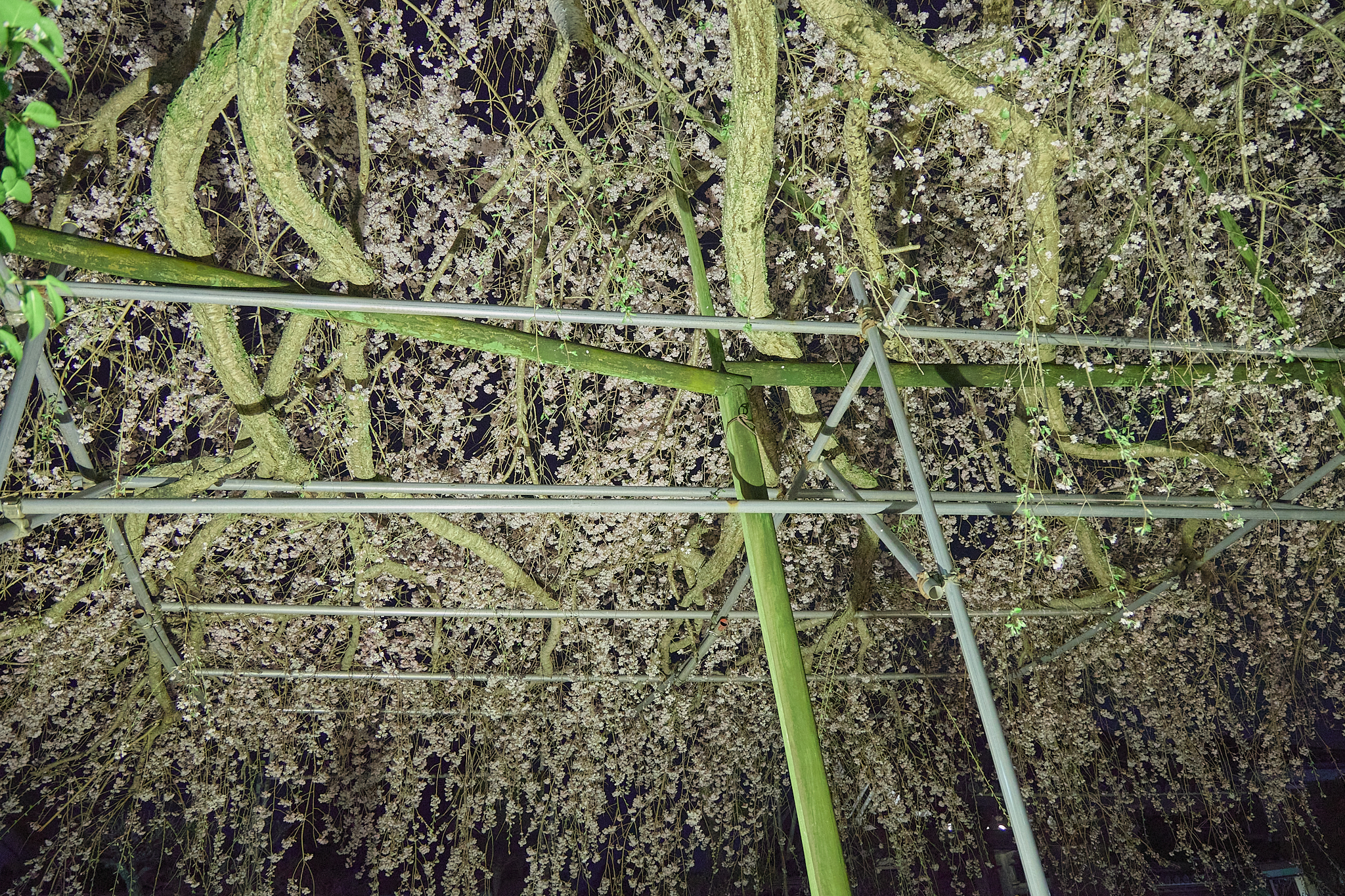 4月理事会・第1例会（お花見）ひたちなかベストライオンズクラブ 茨城 ひたちなか ライオンズクラブ