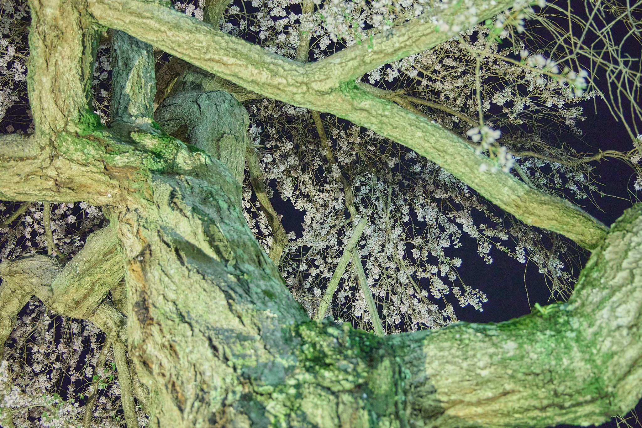 4月理事会・第1例会（お花見）ひたちなかベストライオンズクラブ 茨城 ひたちなか ライオンズクラブ