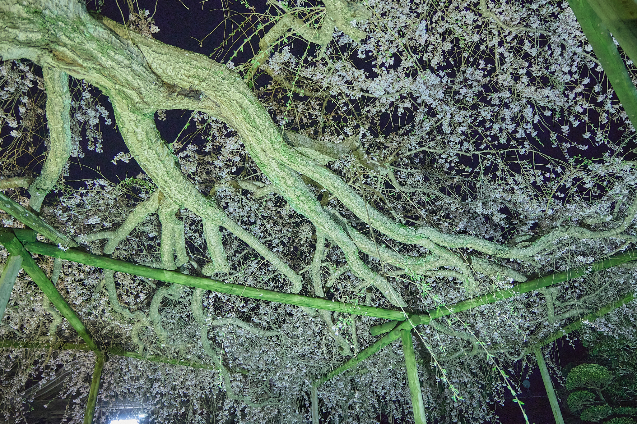 4月理事会・第1例会（お花見）ひたちなかベストライオンズクラブ 茨城 ひたちなか ライオンズクラブ