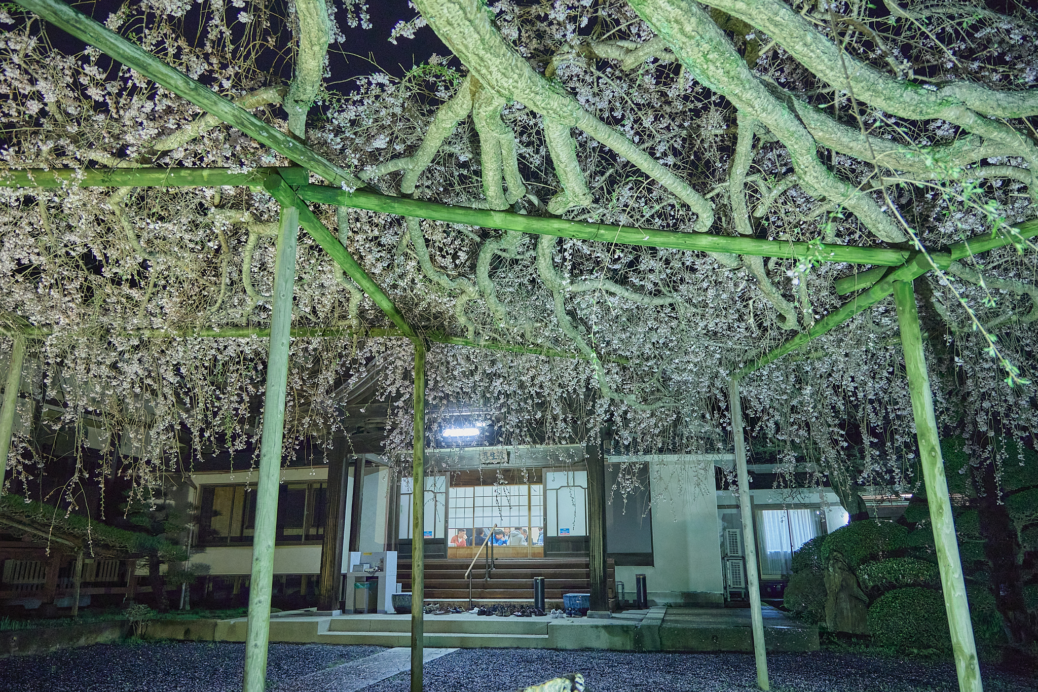 4月理事会・第1例会（お花見）ひたちなかベストライオンズクラブ 茨城 ひたちなか ライオンズクラブ