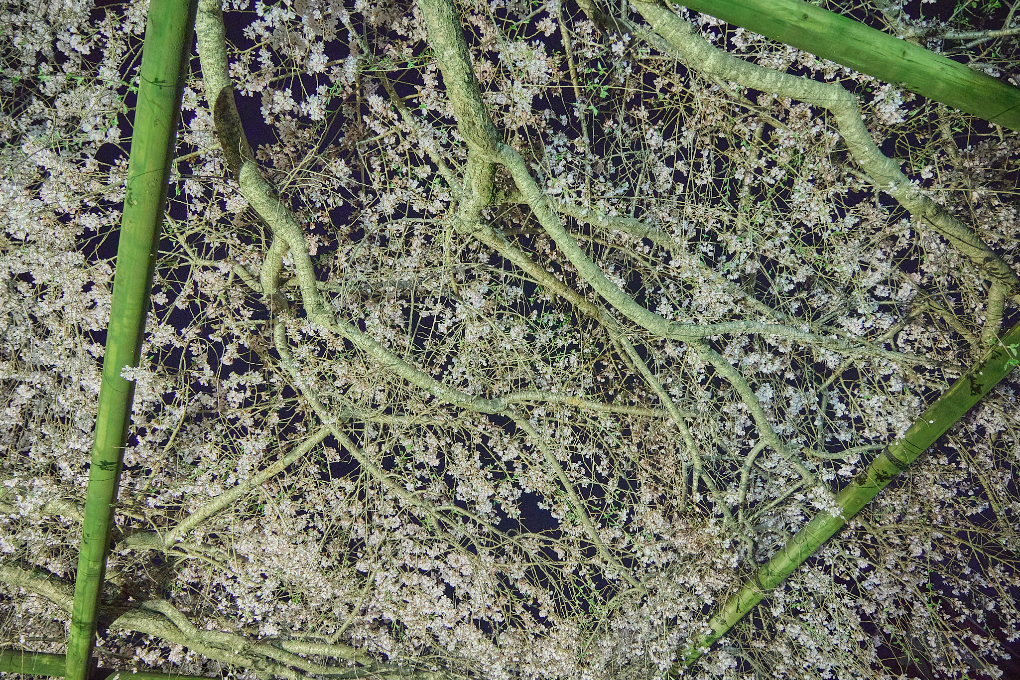 4月理事会・第1例会（お花見）ひたちなかベストライオンズクラブ 茨城 ひたちなか ライオンズクラブ