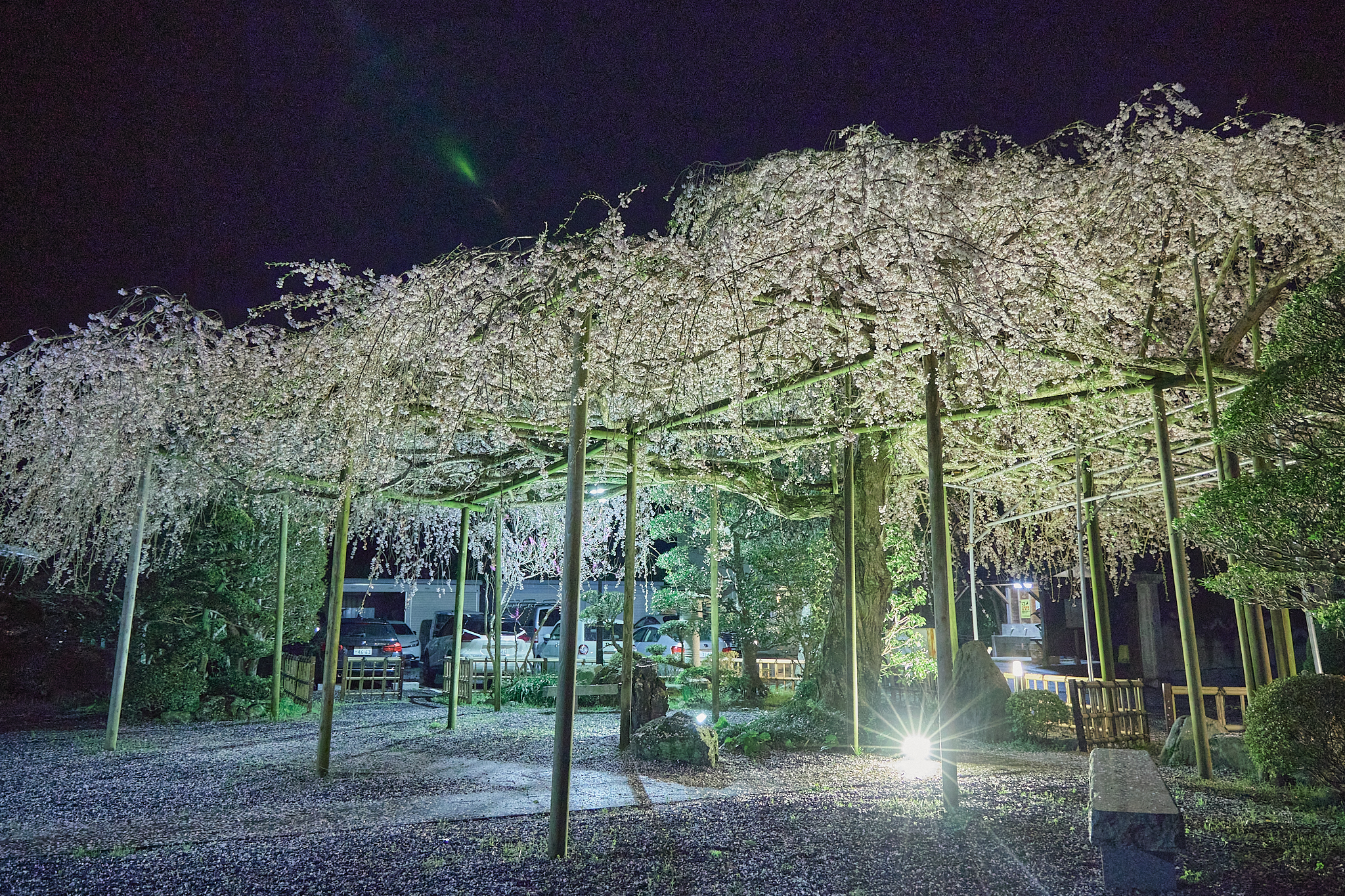 4月理事会・第1例会（お花見）ひたちなかベストライオンズクラブ 茨城 ひたちなか ライオンズクラブ