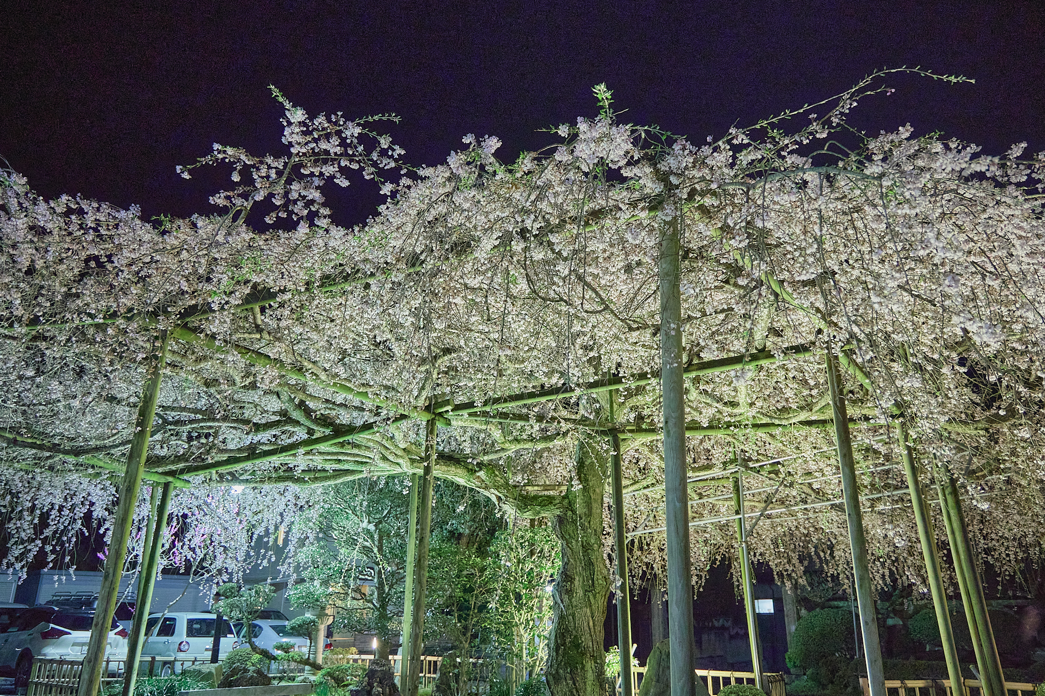 4月理事会・第1例会（お花見）ひたちなかベストライオンズクラブ 茨城 ひたちなか ライオンズクラブ