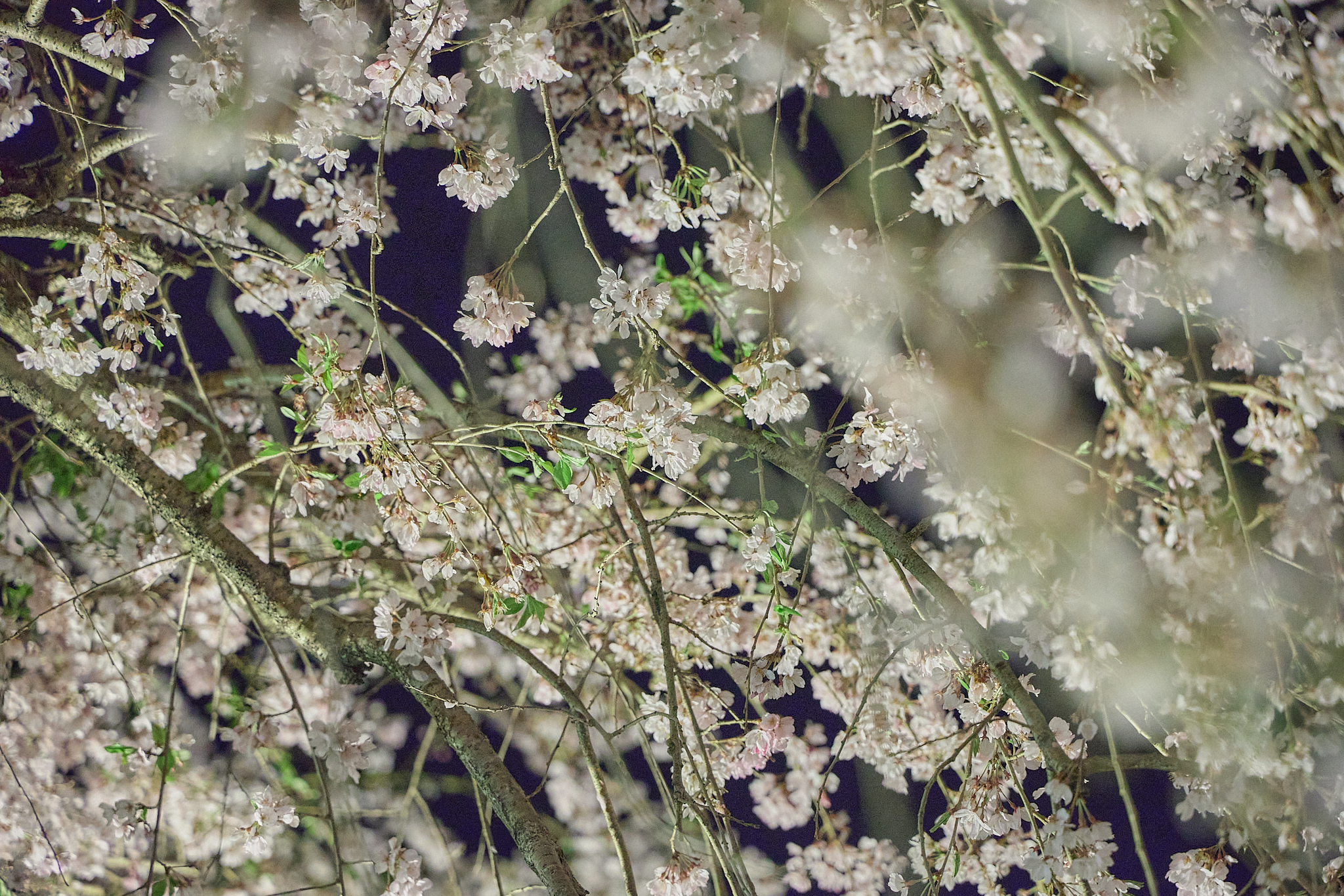 4月理事会・第1例会（お花見）ひたちなかベストライオンズクラブ 茨城 ひたちなか ライオンズクラブ