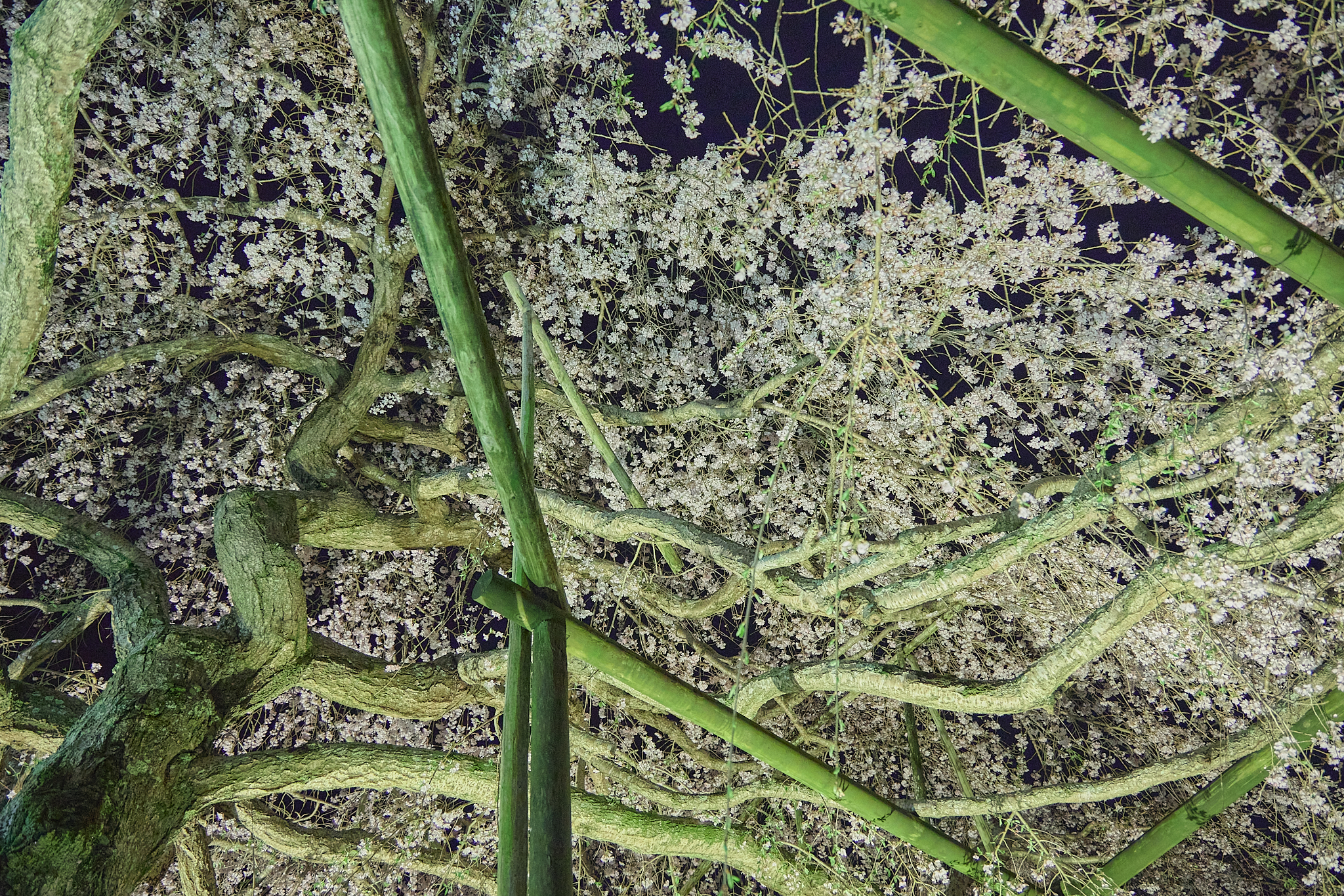 4月理事会・第1例会（お花見）ひたちなかベストライオンズクラブ 茨城 ひたちなか ライオンズクラブ