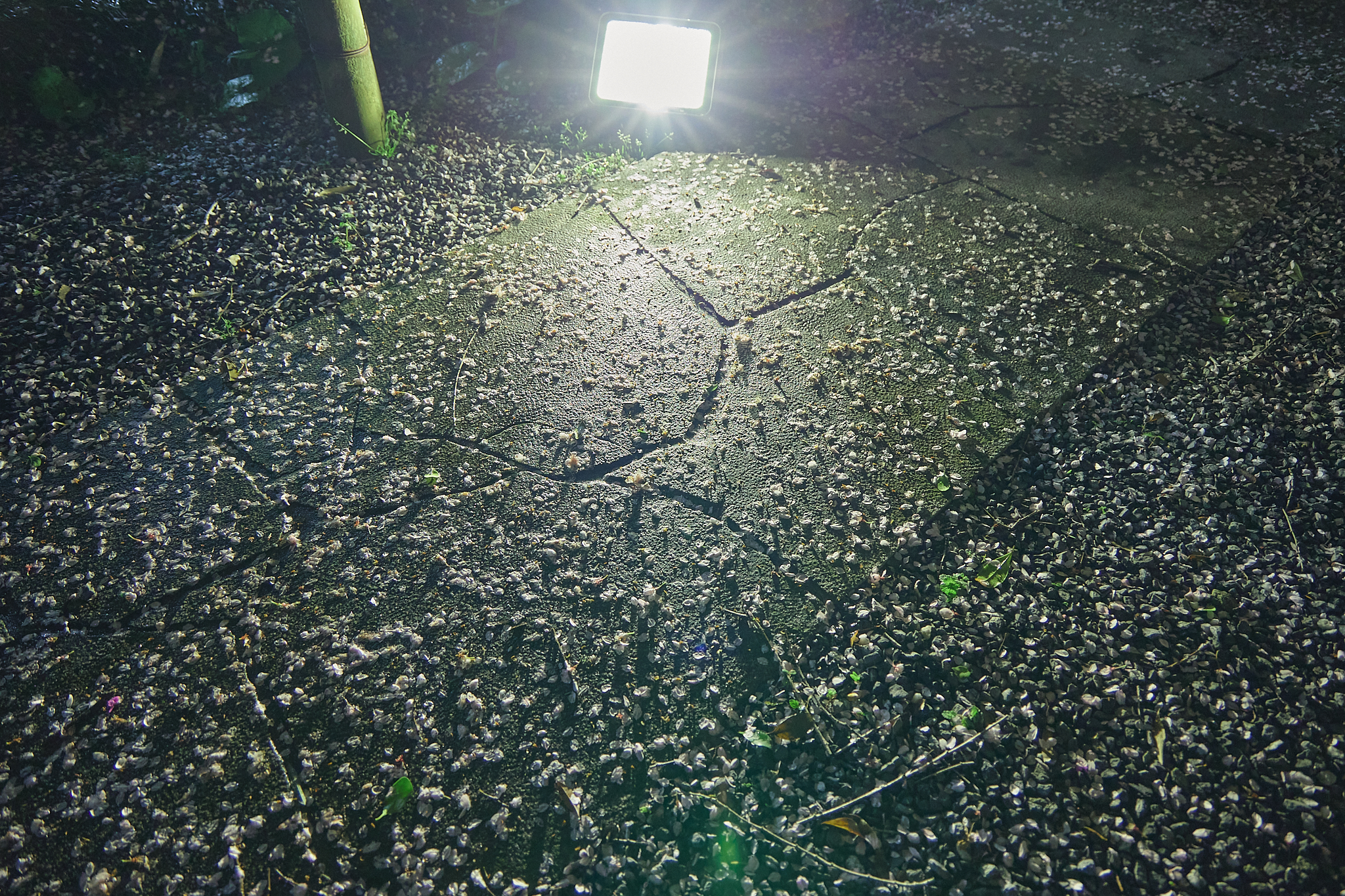 4月理事会・第1例会（お花見）ひたちなかベストライオンズクラブ 茨城 ひたちなか ライオンズクラブ