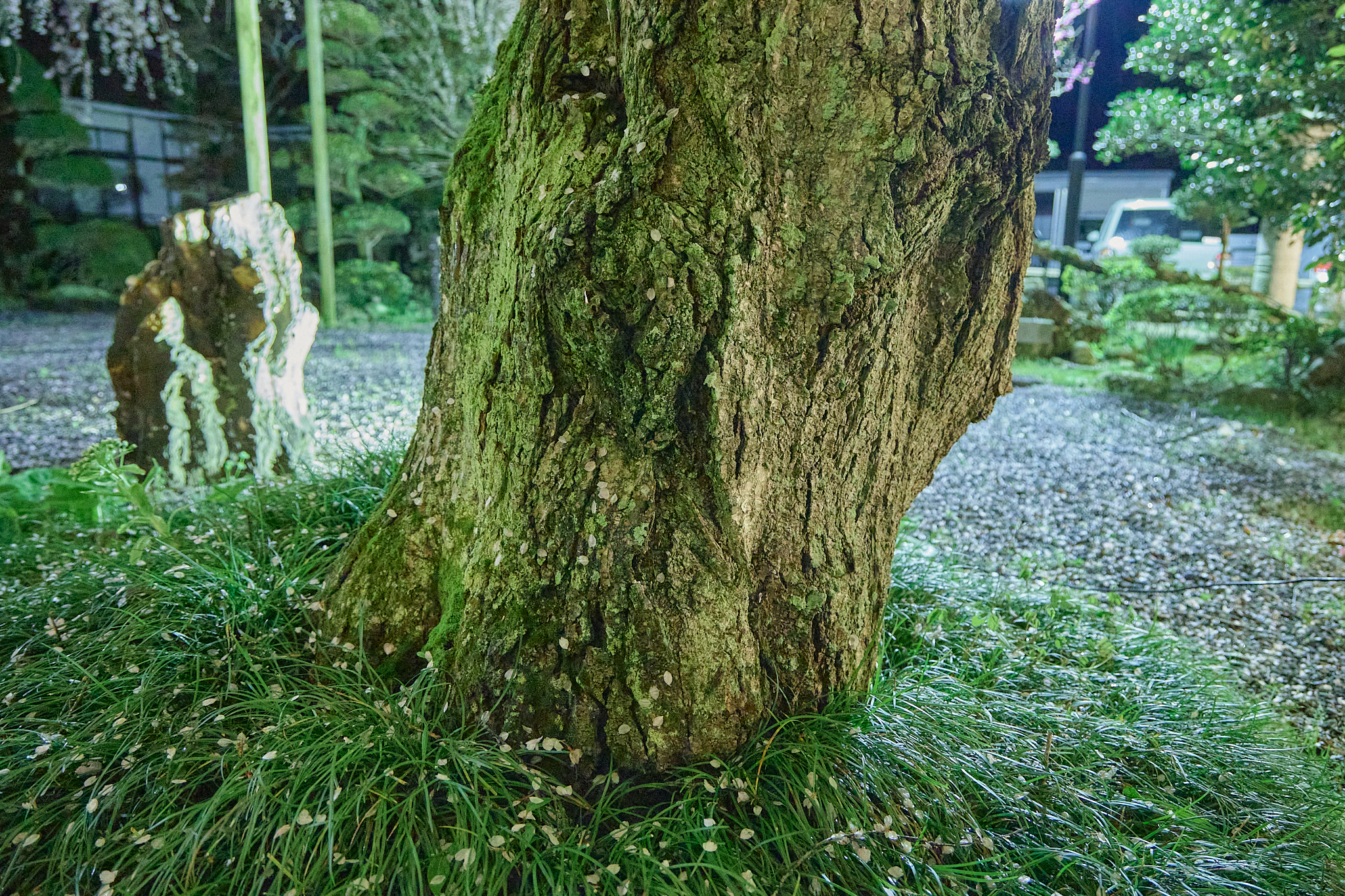 4月理事会・第1例会（お花見）ひたちなかベストライオンズクラブ 茨城 ひたちなか ライオンズクラブ