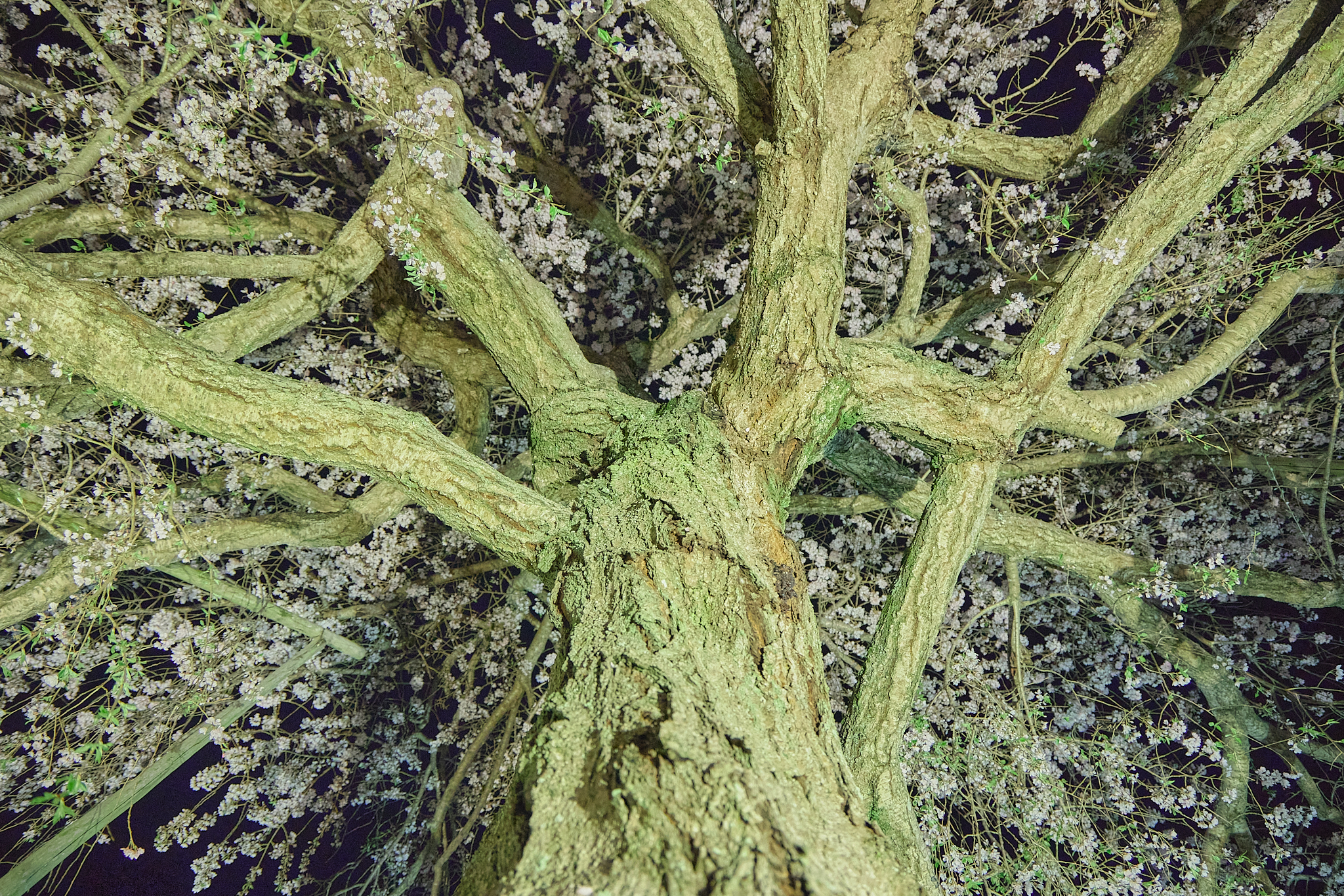 4月理事会・第1例会（お花見）ひたちなかベストライオンズクラブ 茨城 ひたちなか ライオンズクラブ