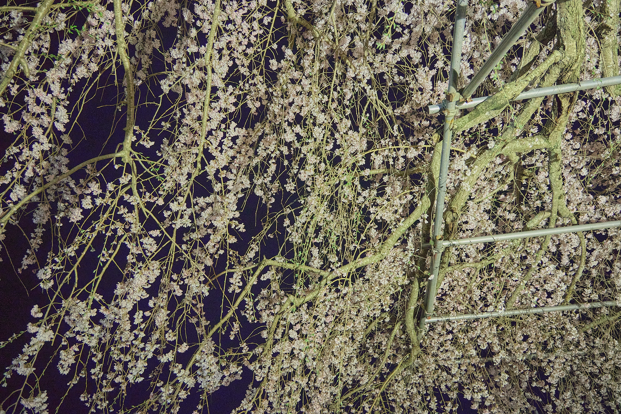 4月理事会・第1例会（お花見）ひたちなかベストライオンズクラブ 茨城 ひたちなか ライオンズクラブ