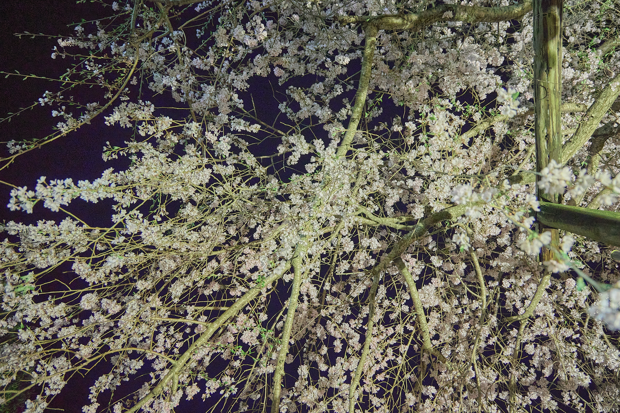 4月理事会・第1例会（お花見）ひたちなかベストライオンズクラブ 茨城 ひたちなか ライオンズクラブ