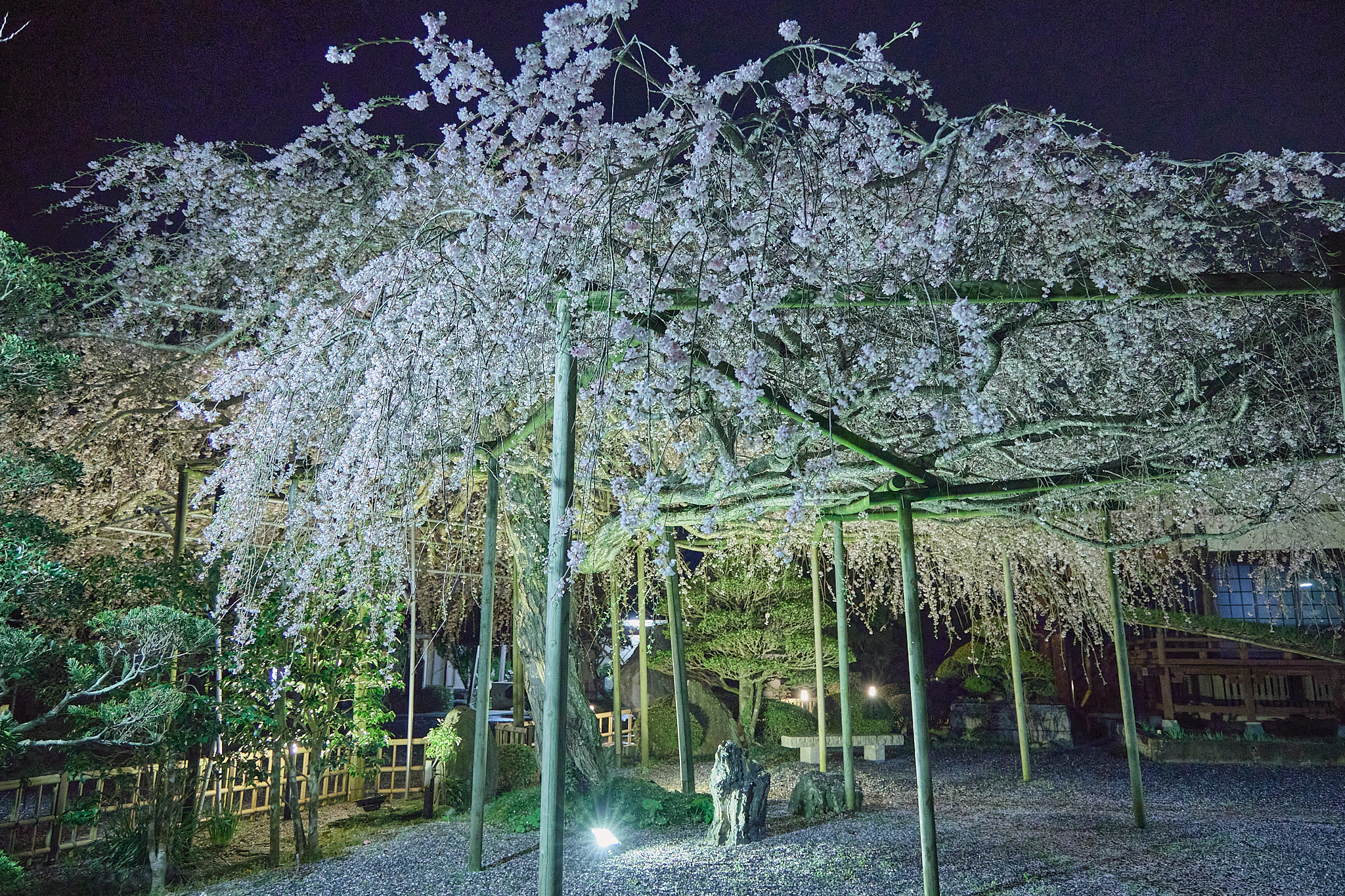 4月理事会・第1例会（お花見）ひたちなかベストライオンズクラブ 茨城 ひたちなか ライオンズクラブ