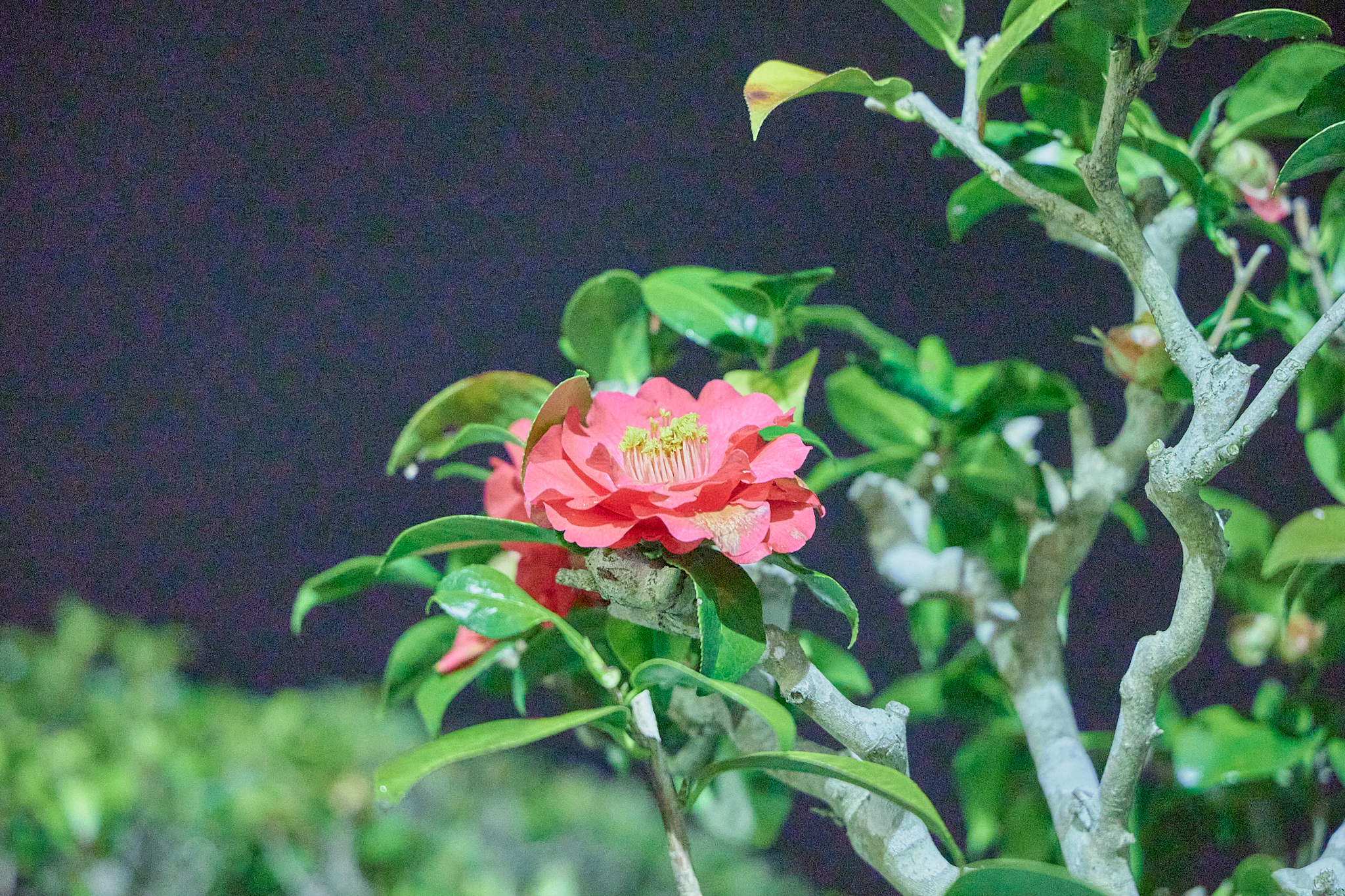 4月理事会・第1例会（お花見）ひたちなかベストライオンズクラブ 茨城 ひたちなか ライオンズクラブ