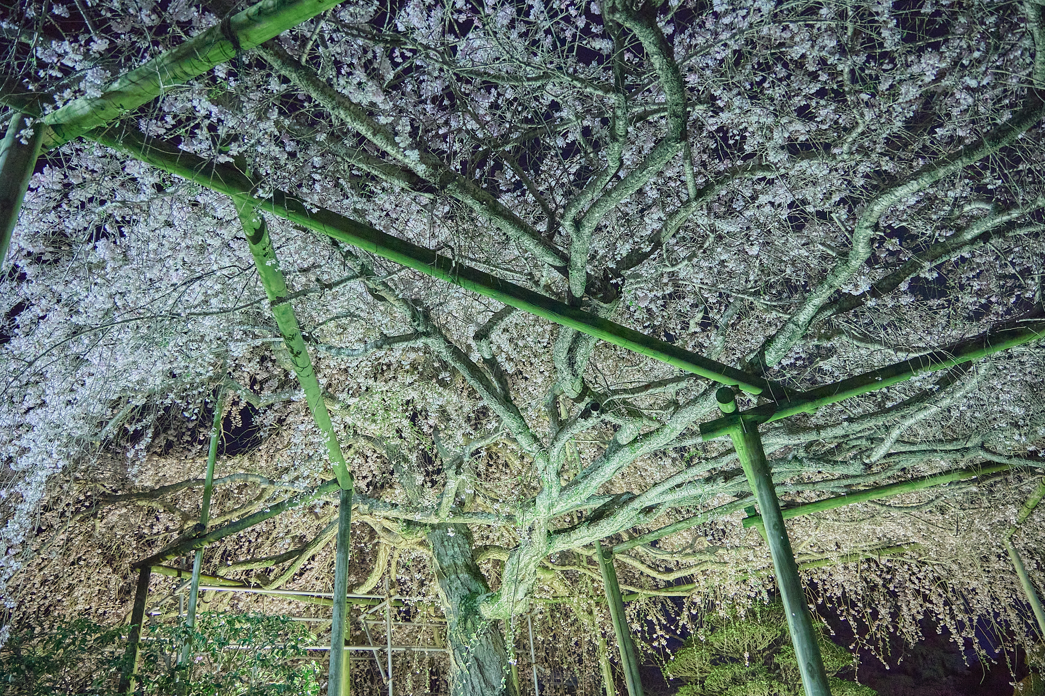 4月理事会・第1例会（お花見）ひたちなかベストライオンズクラブ 茨城 ひたちなか ライオンズクラブ