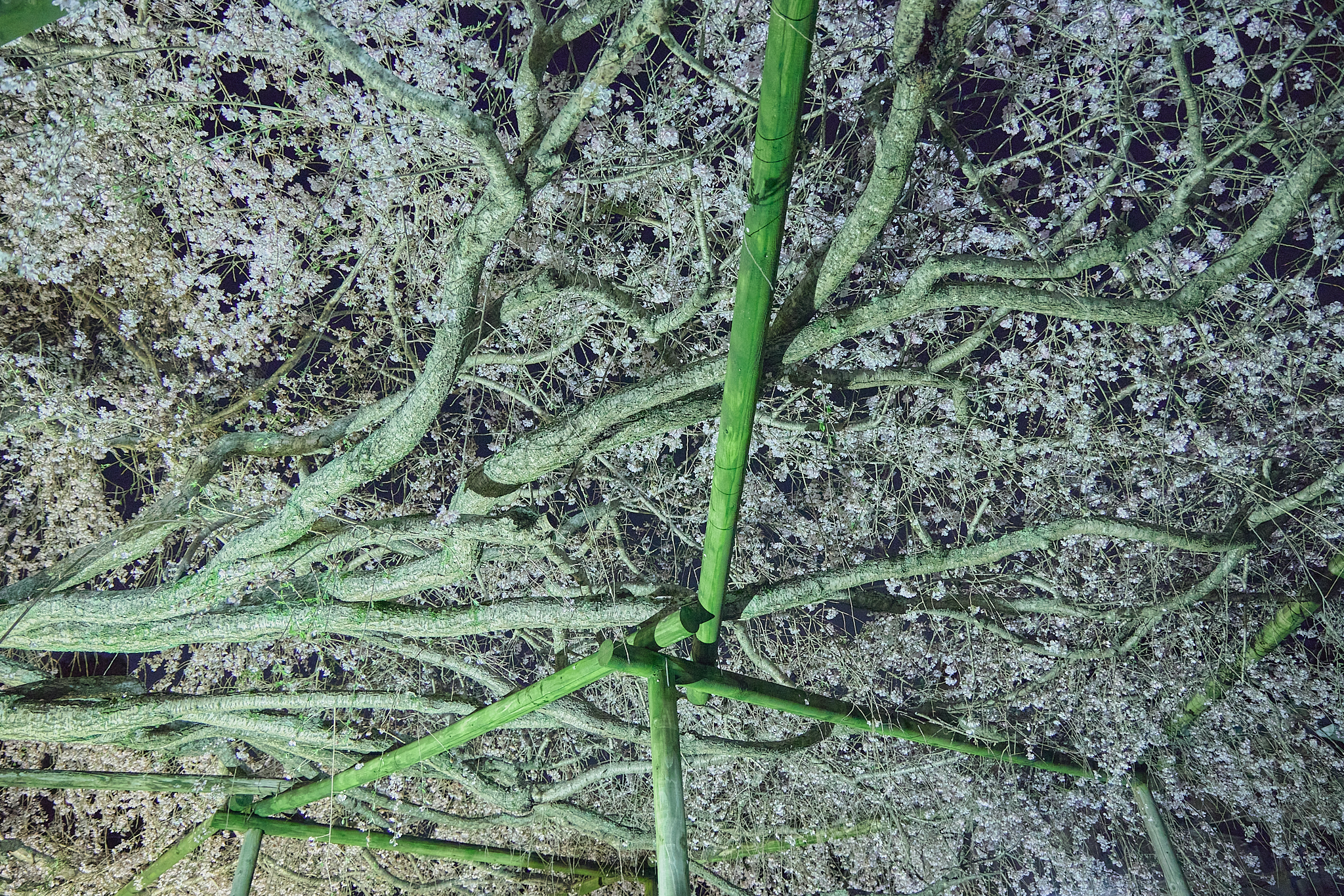 4月理事会・第1例会（お花見）ひたちなかベストライオンズクラブ 茨城 ひたちなか ライオンズクラブ