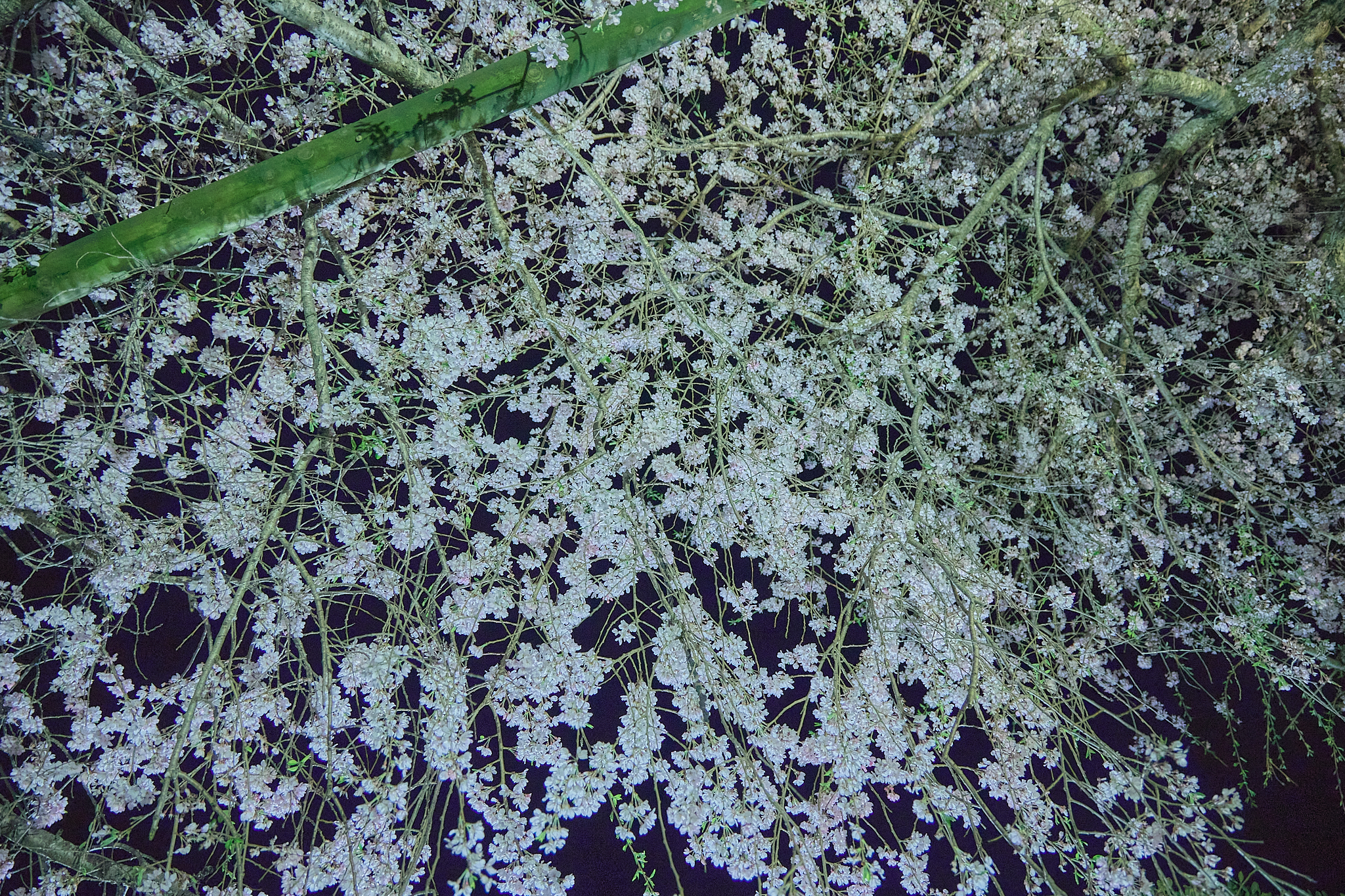 4月理事会・第1例会（お花見）ひたちなかベストライオンズクラブ 茨城 ひたちなか ライオンズクラブ