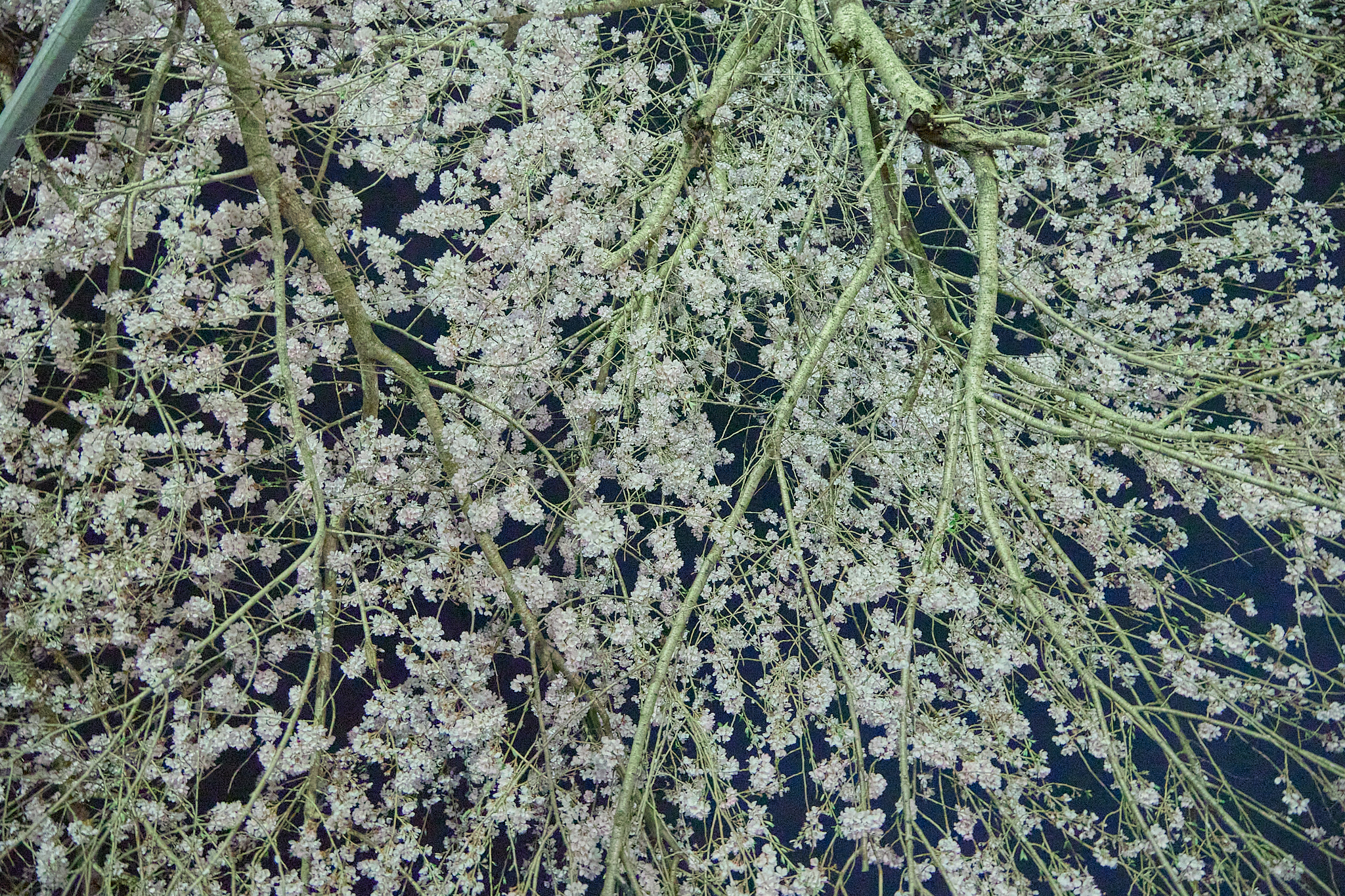 4月理事会・第1例会（お花見）ひたちなかベストライオンズクラブ 茨城 ひたちなか ライオンズクラブ