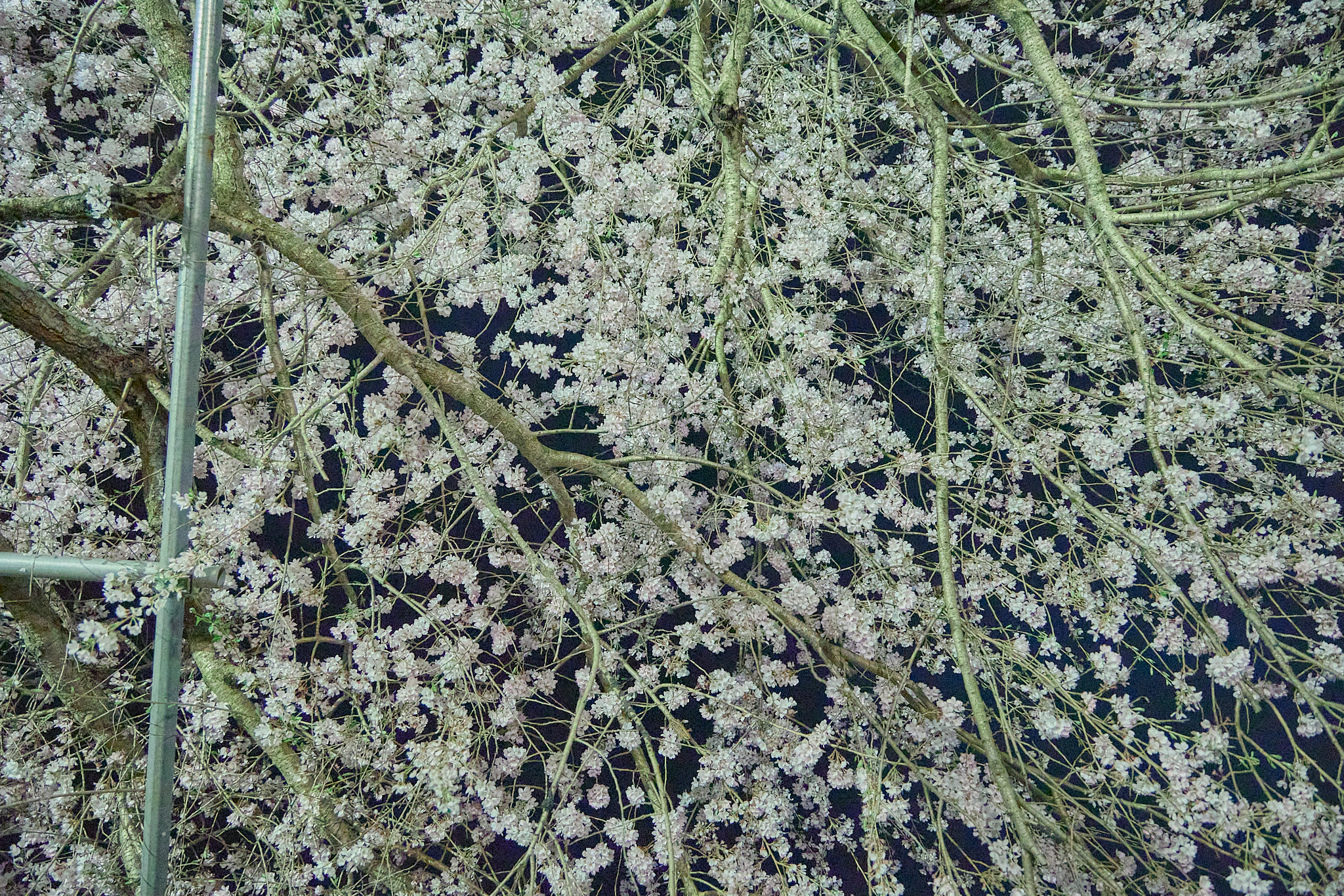 4月理事会・第1例会（お花見）ひたちなかベストライオンズクラブ 茨城 ひたちなか ライオンズクラブ