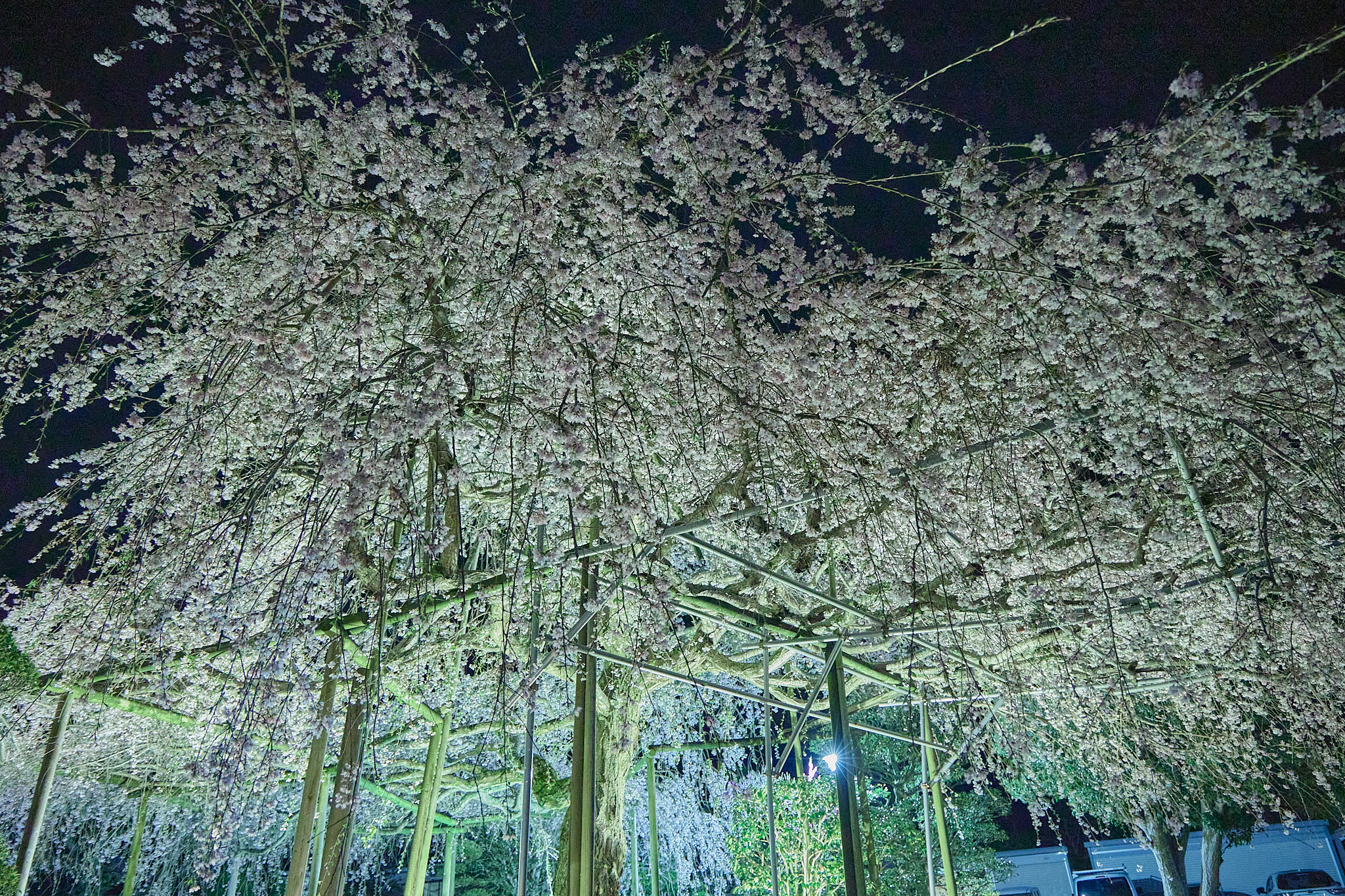 4月理事会・第1例会（お花見）ひたちなかベストライオンズクラブ 茨城 ひたちなか ライオンズクラブ