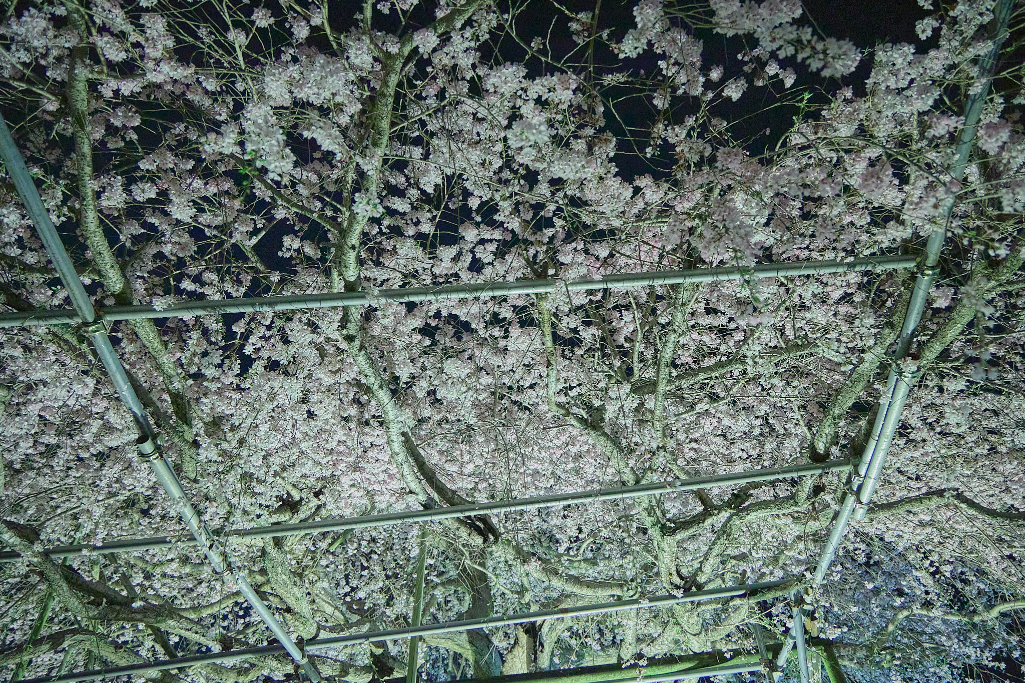 4月理事会・第1例会（お花見）ひたちなかベストライオンズクラブ 茨城 ひたちなか ライオンズクラブ