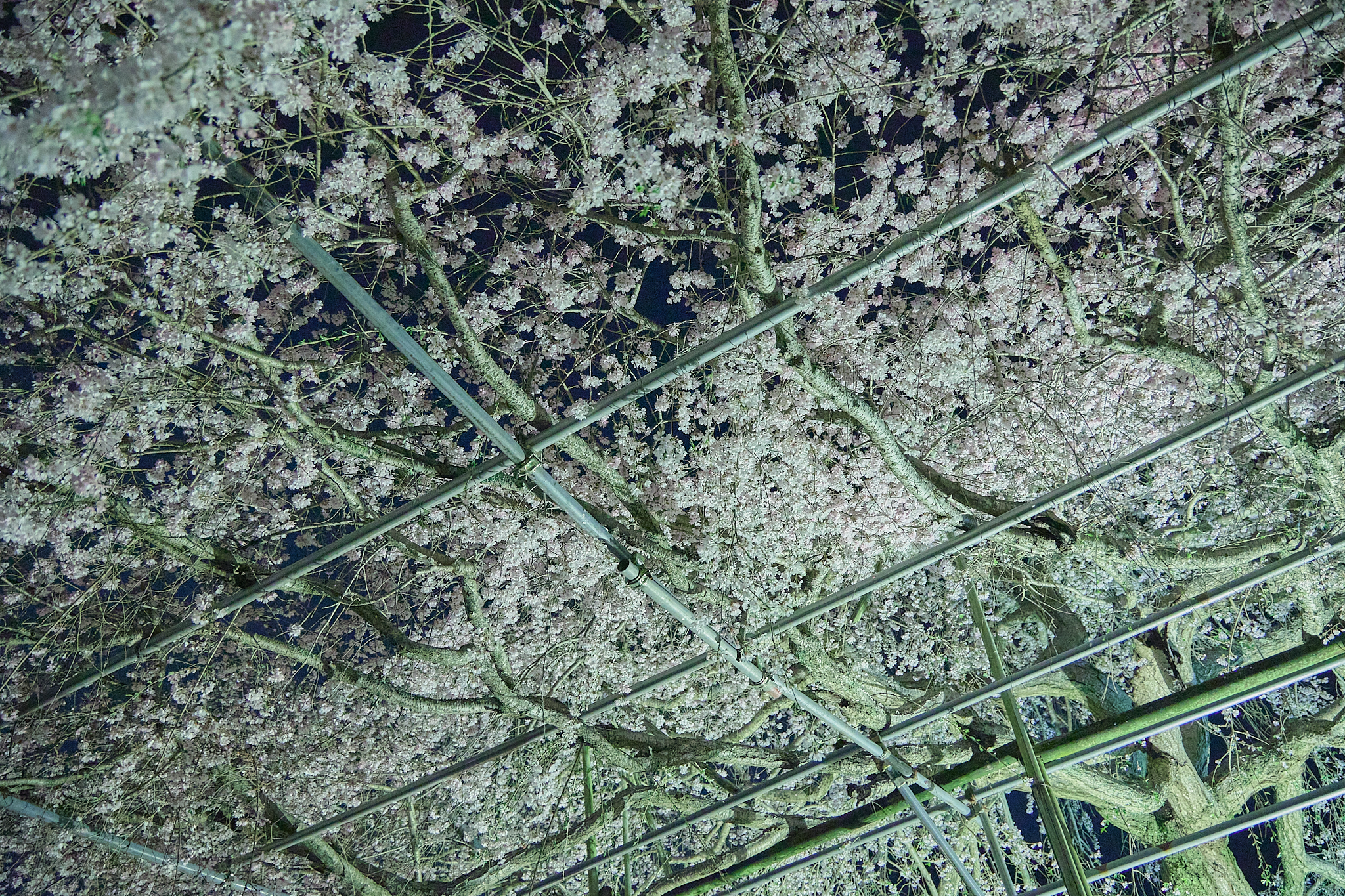 4月理事会・第1例会（お花見）ひたちなかベストライオンズクラブ 茨城 ひたちなか ライオンズクラブ