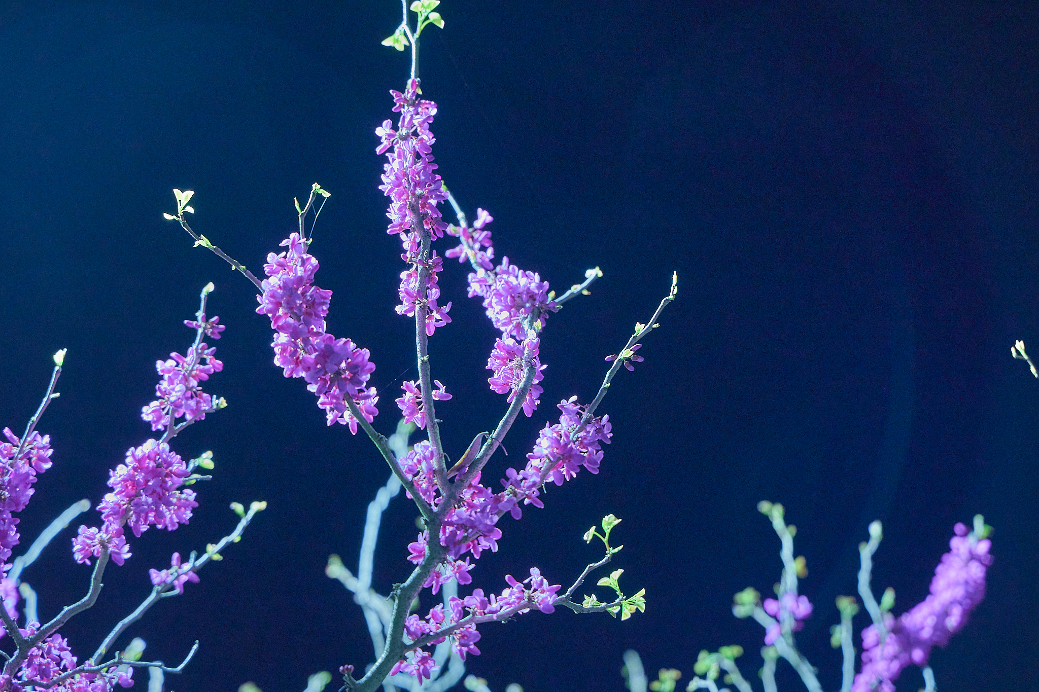 4月理事会・第1例会（お花見）ひたちなかベストライオンズクラブ 茨城 ひたちなか ライオンズクラブ