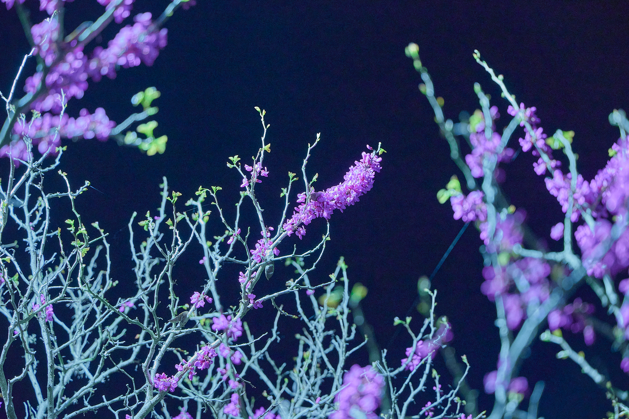 4月理事会・第1例会（お花見）ひたちなかベストライオンズクラブ 茨城 ひたちなか ライオンズクラブ