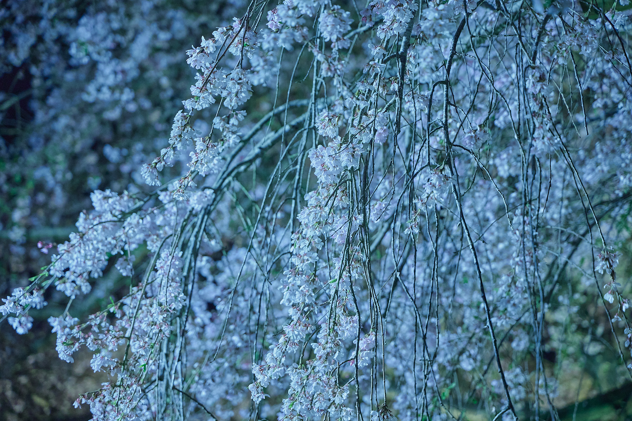 4月理事会・第1例会（お花見）ひたちなかベストライオンズクラブ 茨城 ひたちなか ライオンズクラブ