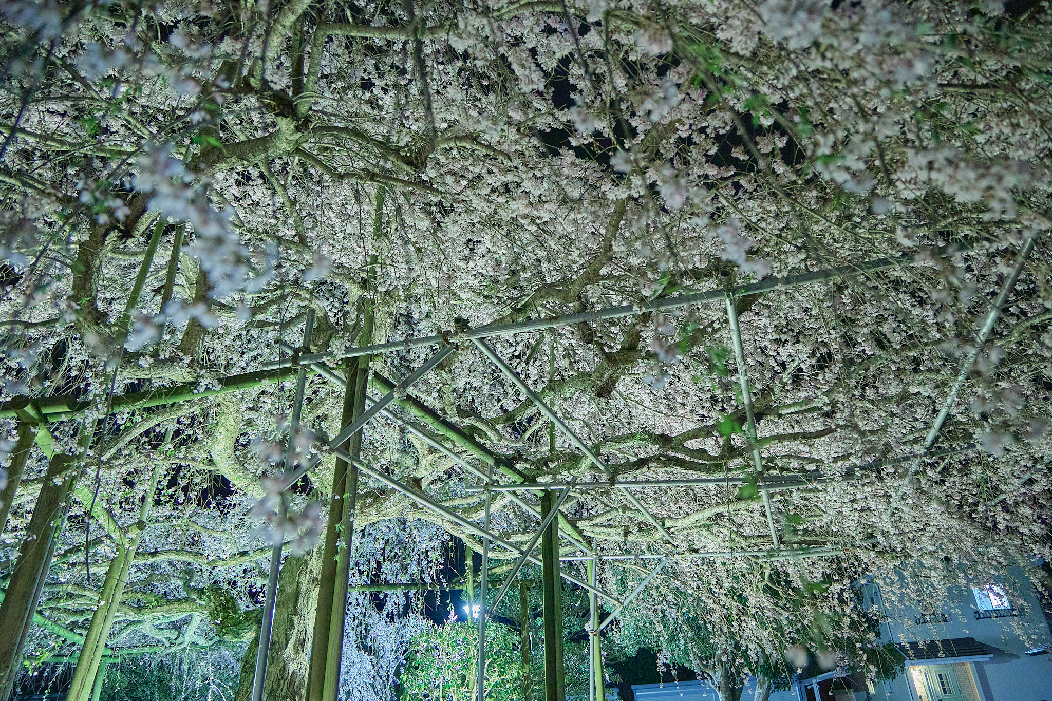 4月理事会・第1例会（お花見）ひたちなかベストライオンズクラブ 茨城 ひたちなか ライオンズクラブ